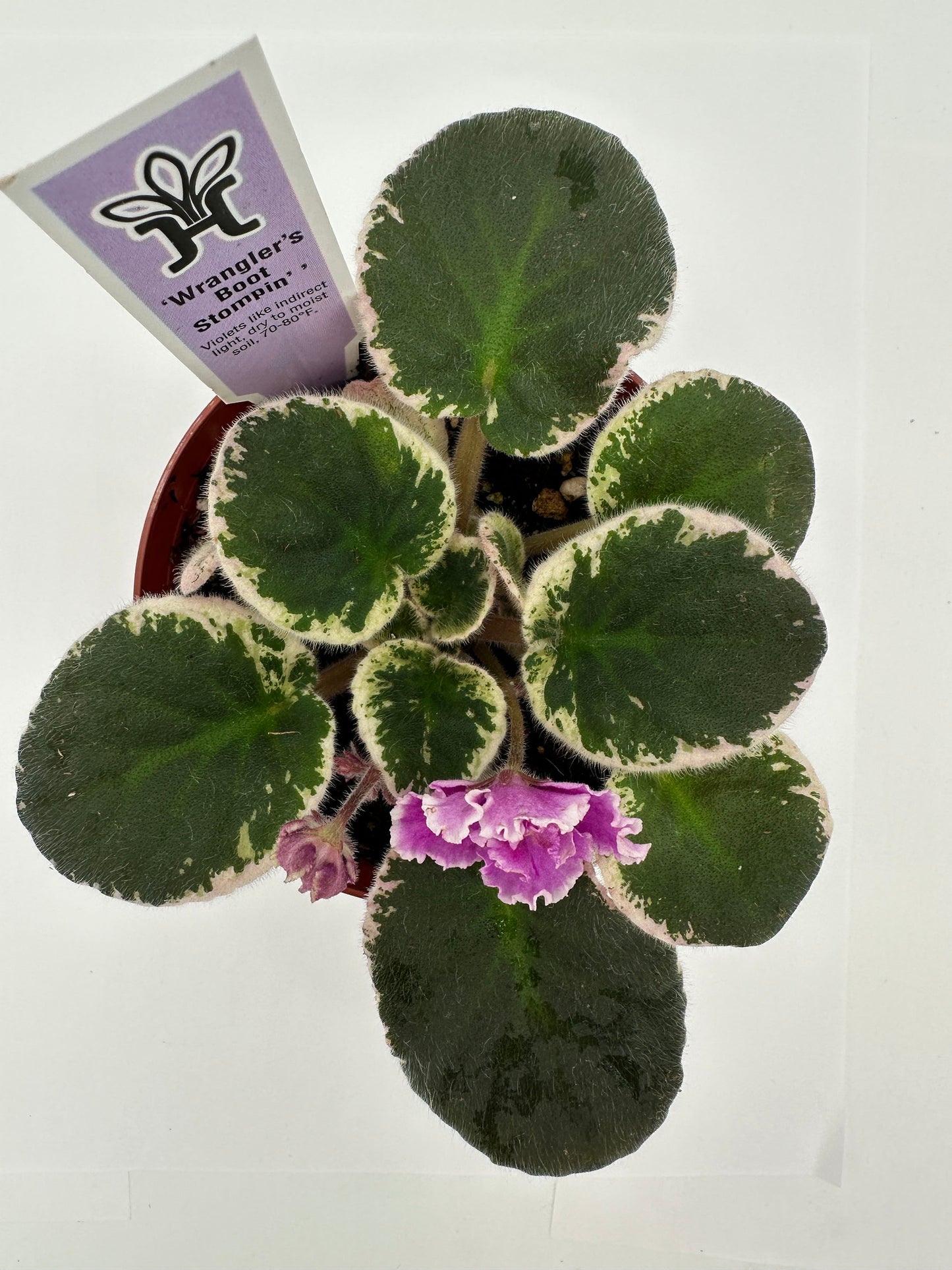 Wrangler's Boot Stompin' - Live African Violet 4"