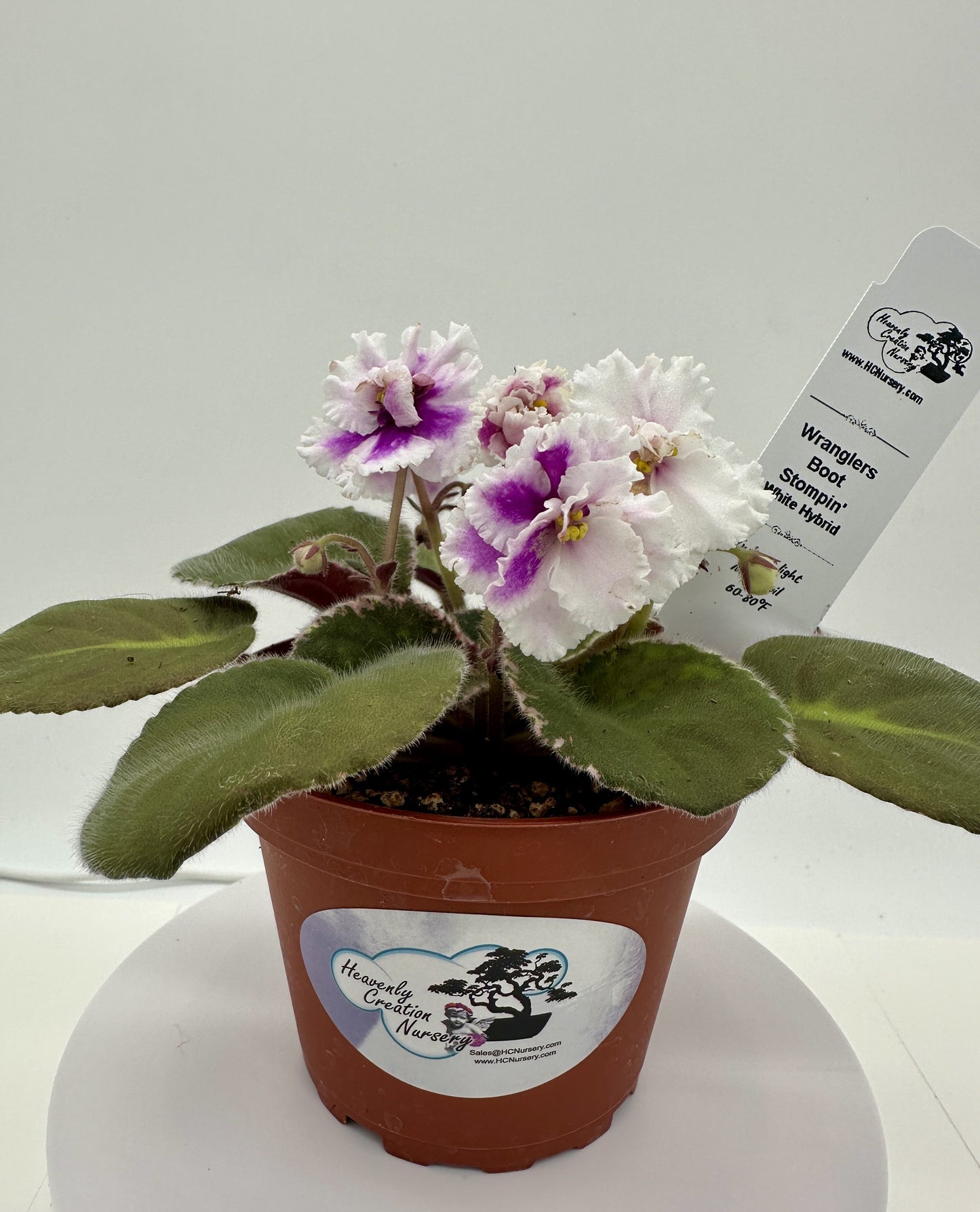 Wrangler's Boot Stompin' - White Hybrid - Live African Violet 4"