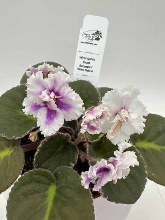 Wrangler's Boot Stompin' - White Hybrid - Live African Violet 4"