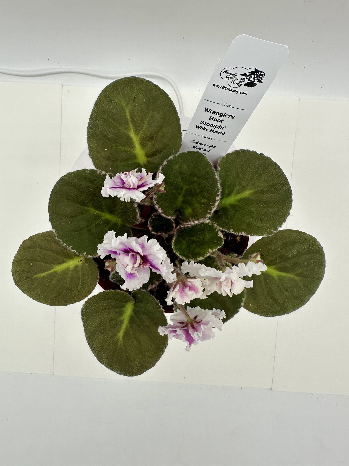 Wrangler's Boot Stompin' - White Hybrid - Live African Violet 4"