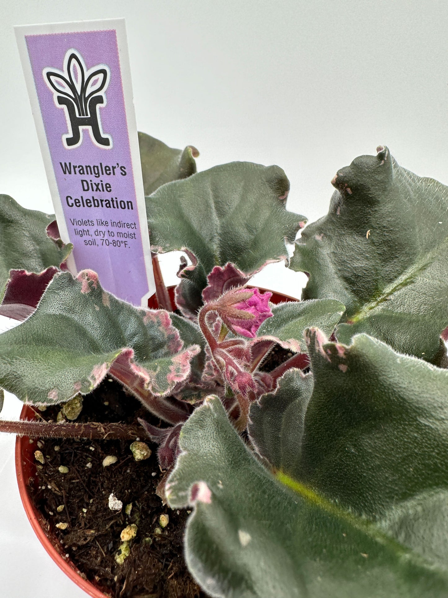 Wrangler's Dixie Celebration - Live African Violet 4"