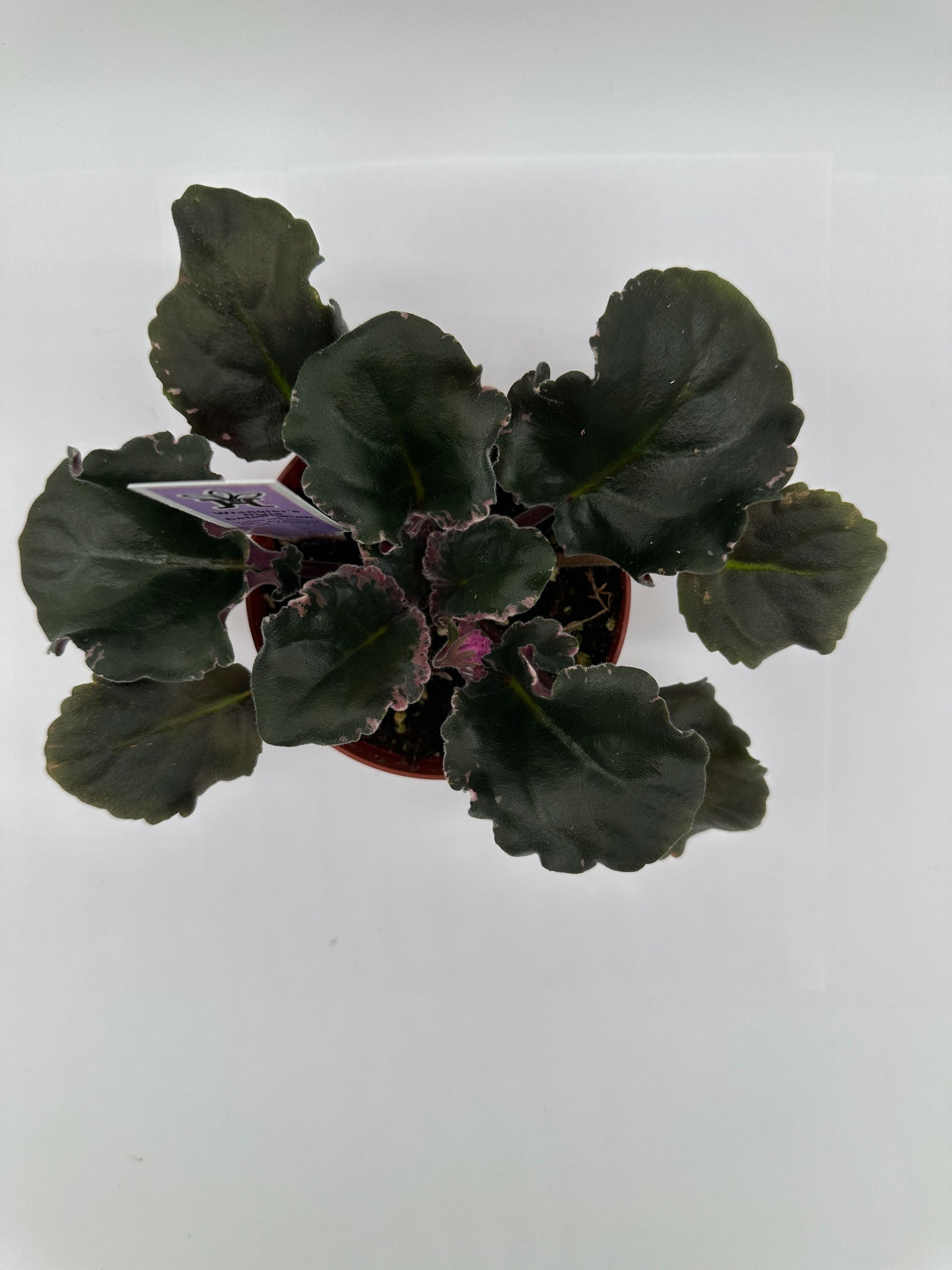 Wrangler's Dixie Celebration - Live African Violet 4"