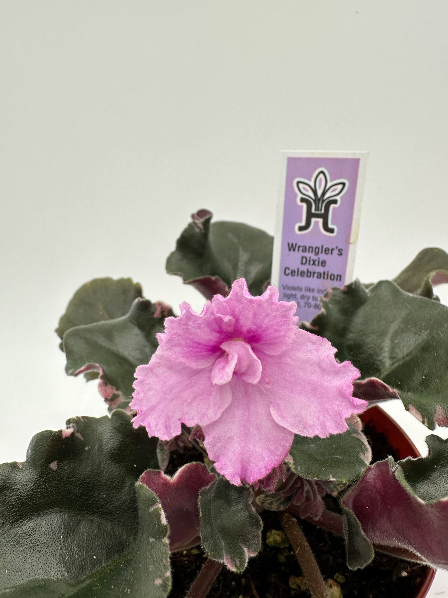 Wrangler's Dixie Celebration - Live African Violet 4"