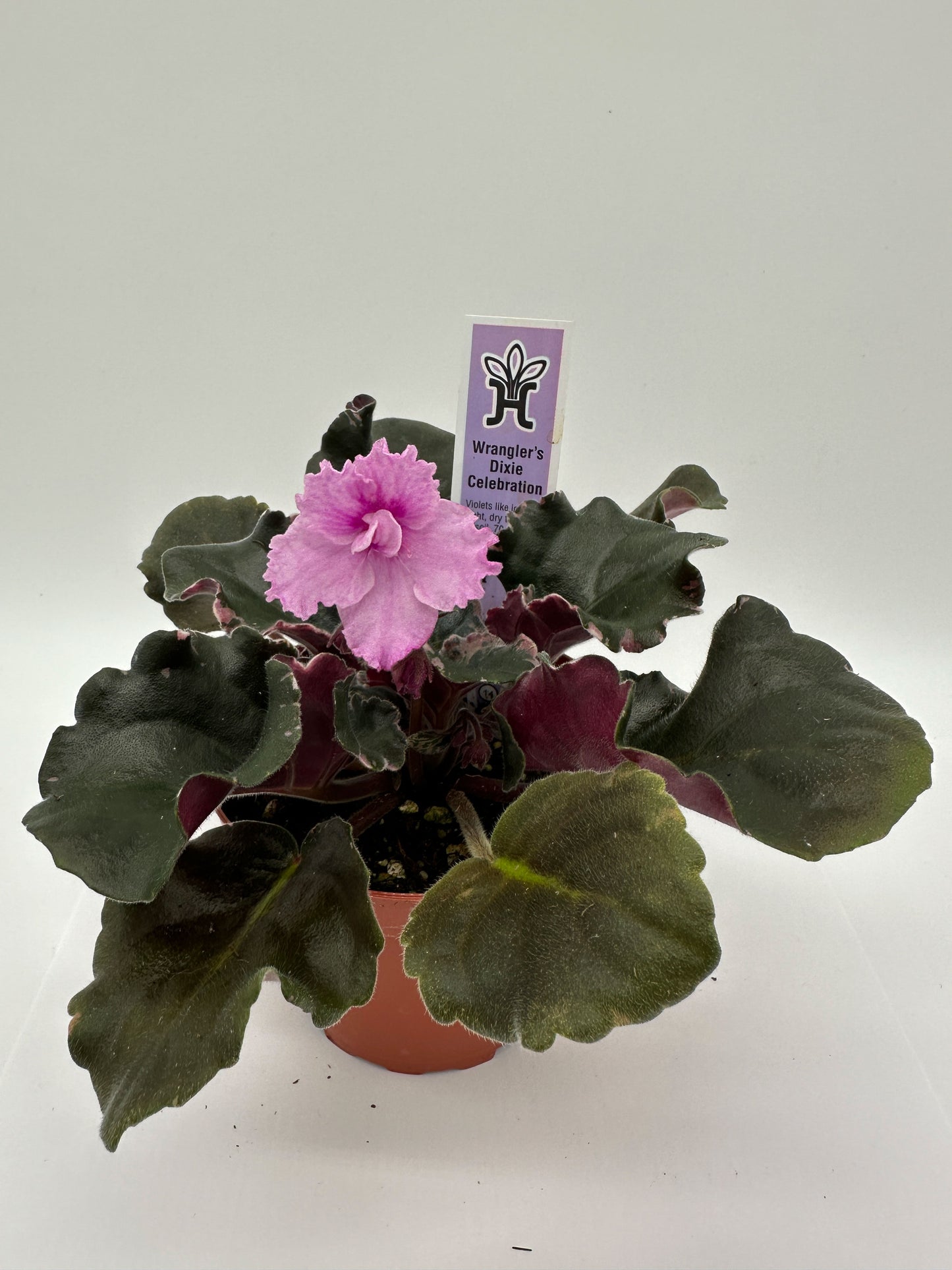 Wrangler's Dixie Celebration - Live African Violet 4"