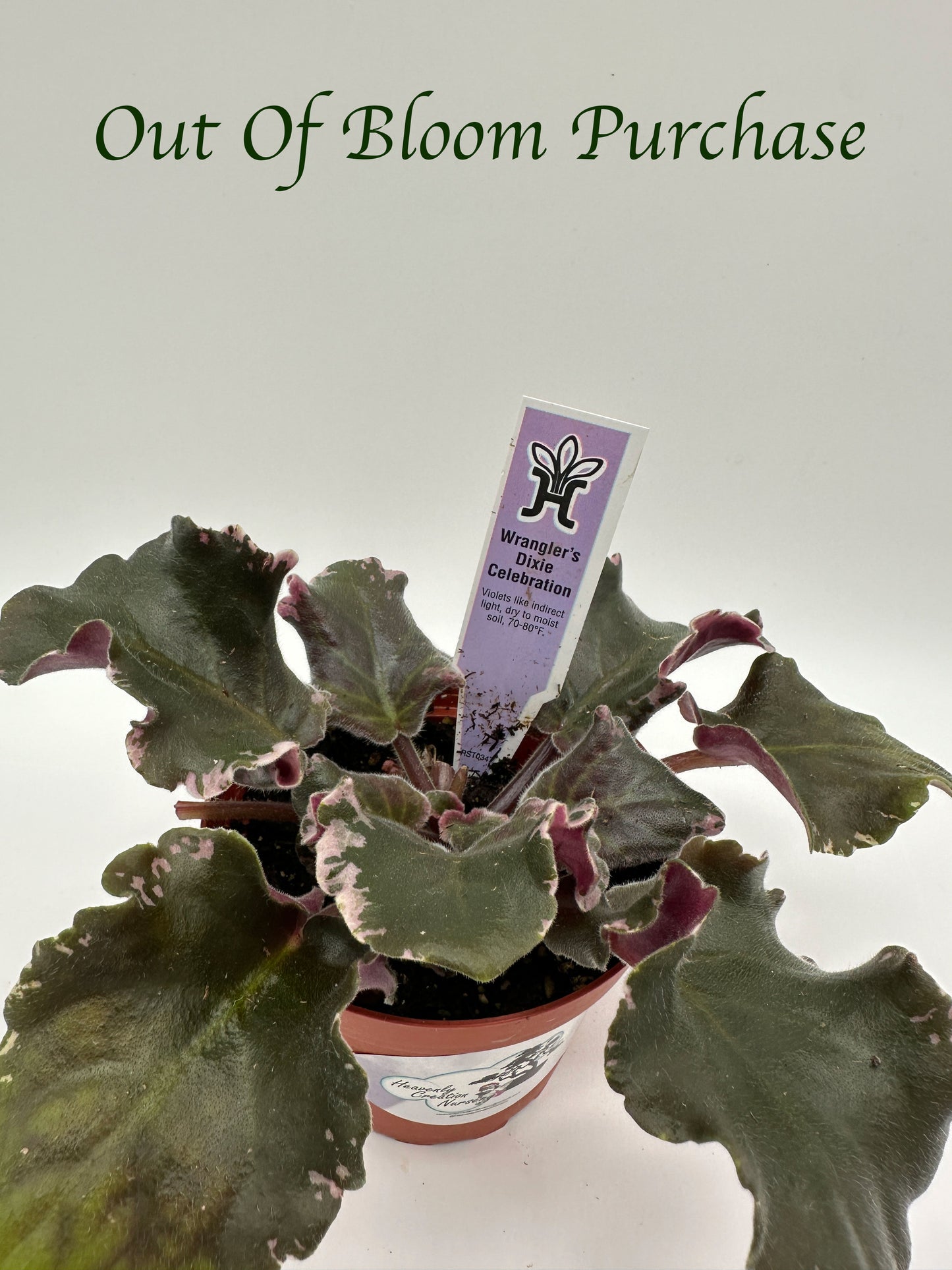 Wrangler's Dixie Celebration - Live African Violet 4"