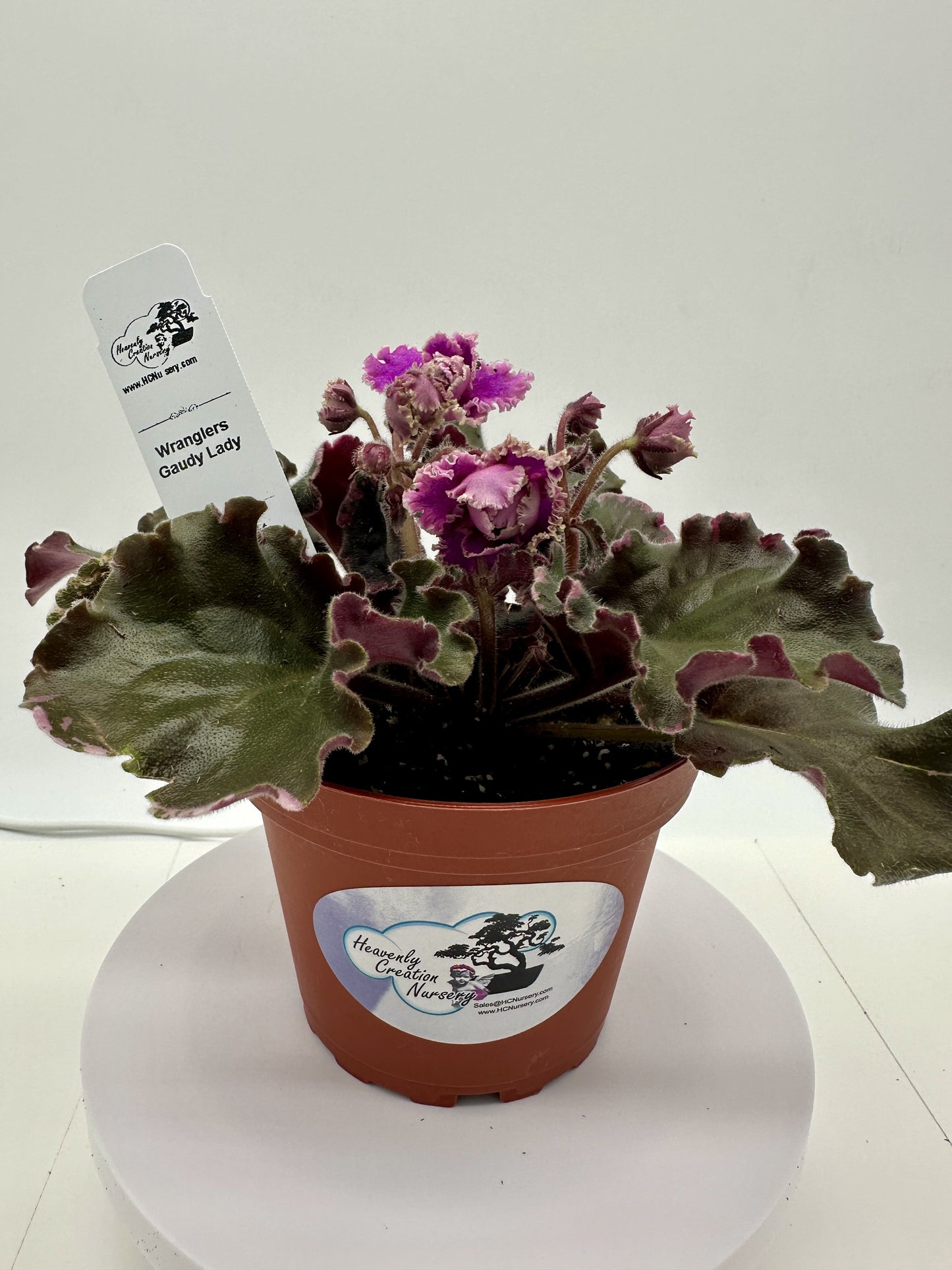 Wrangler's Gaudy Lady - Live African Violet 4"