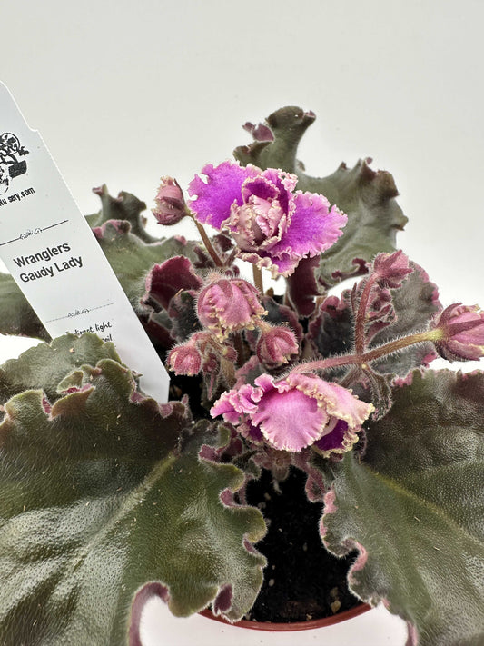 Wrangler's Gaudy Lady - Live African Violet 4"