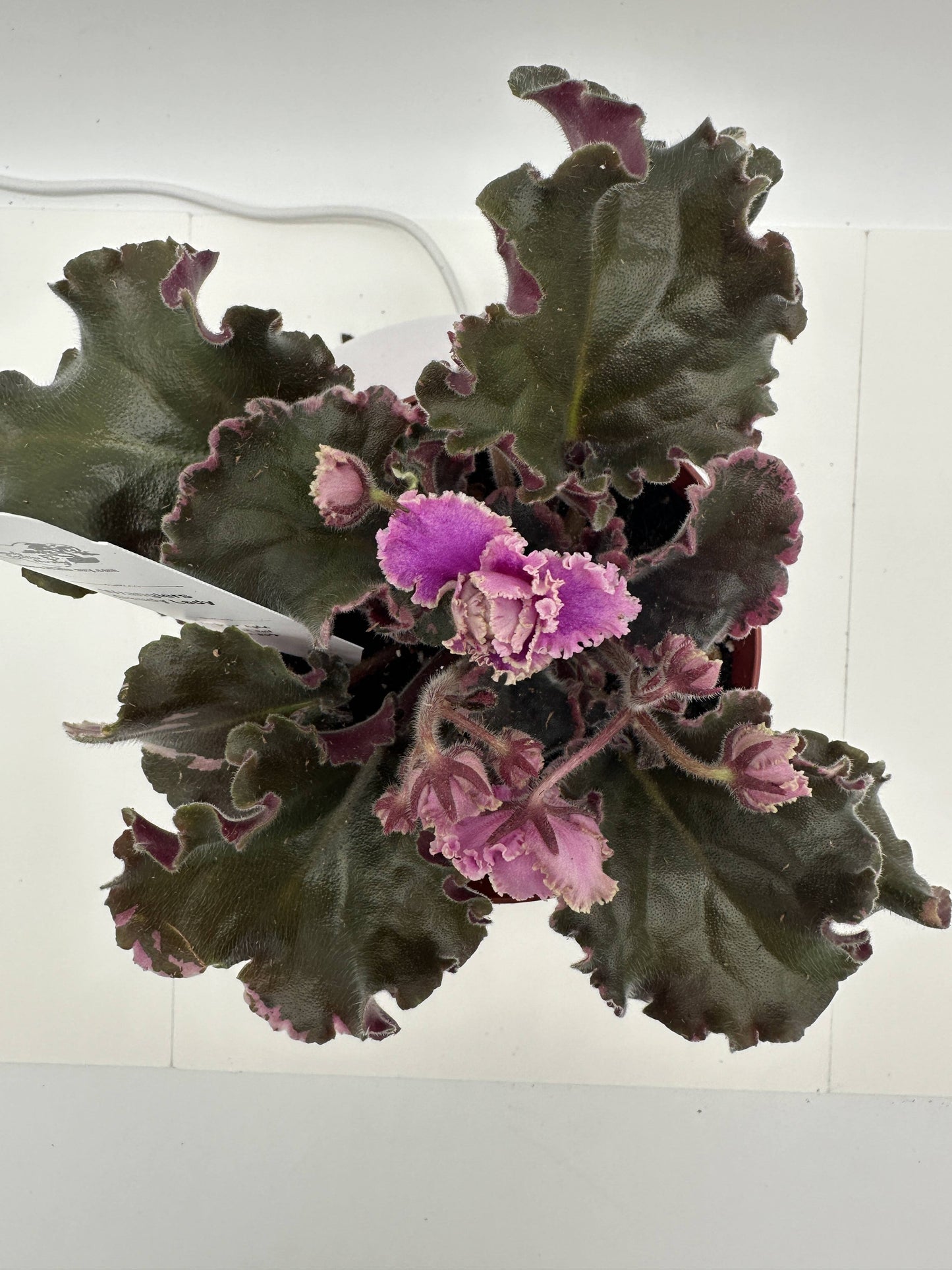 Wrangler's Gaudy Lady - Live African Violet 4"