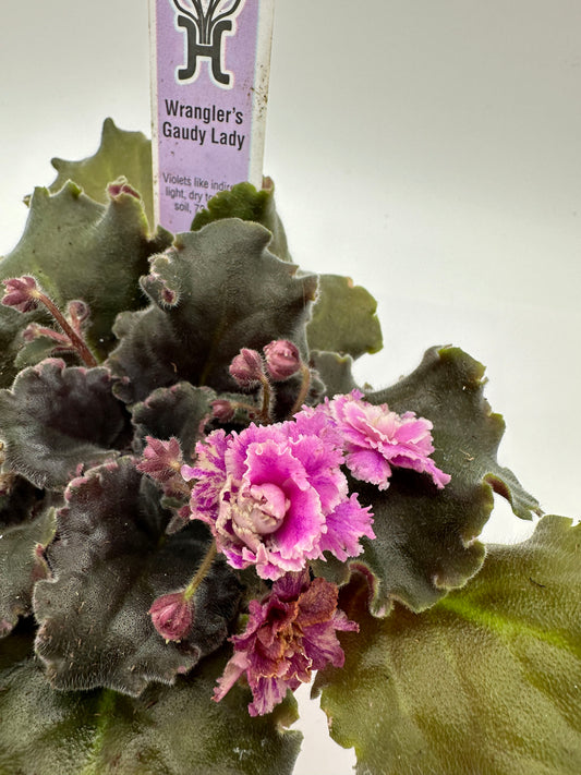 Wrangler's Gaudy Lady - Live African Violet 4"