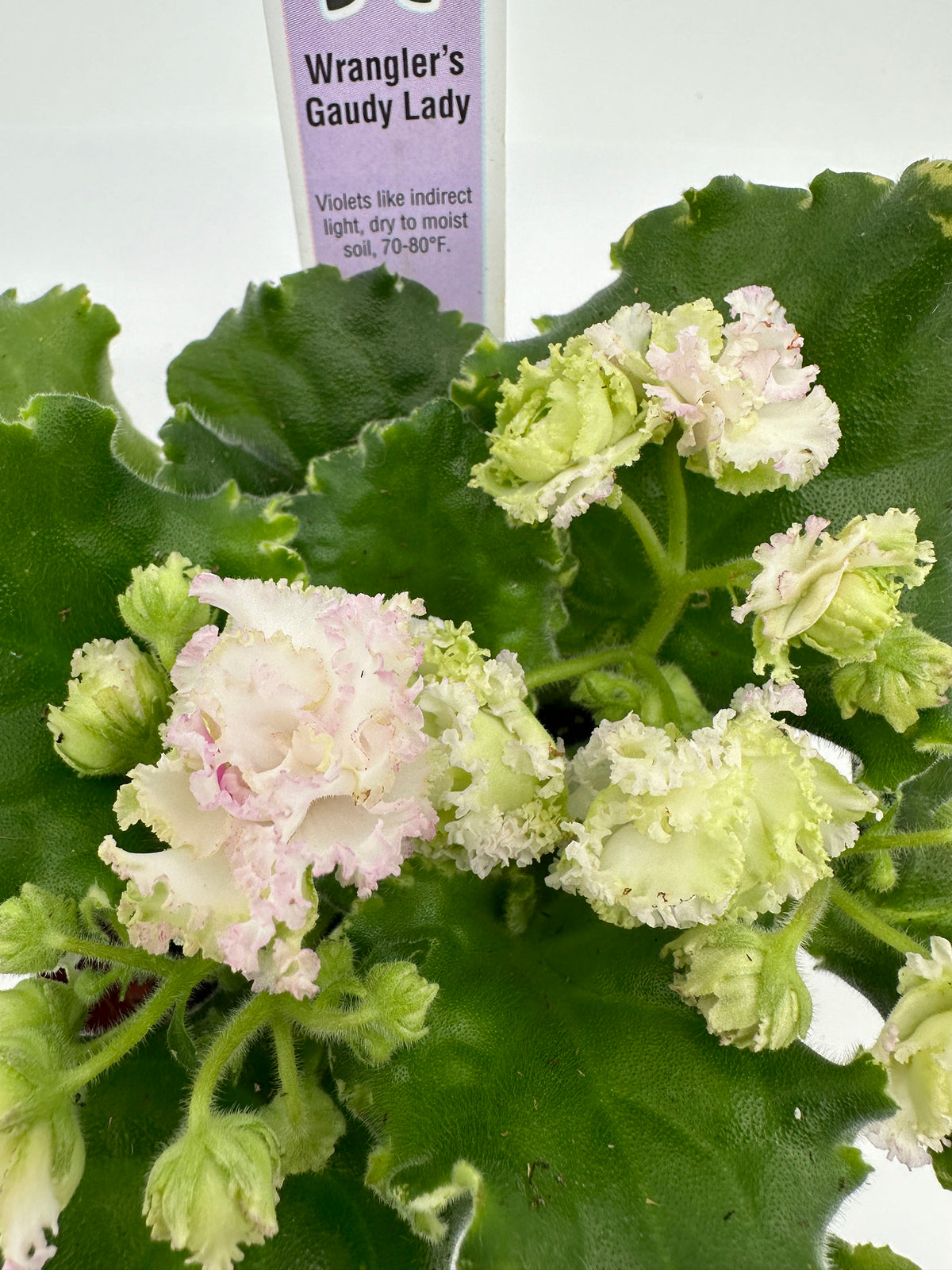 Gaudy Wrangler's Gaudy Lady - White Hybrid - Live African Violet 4 ...