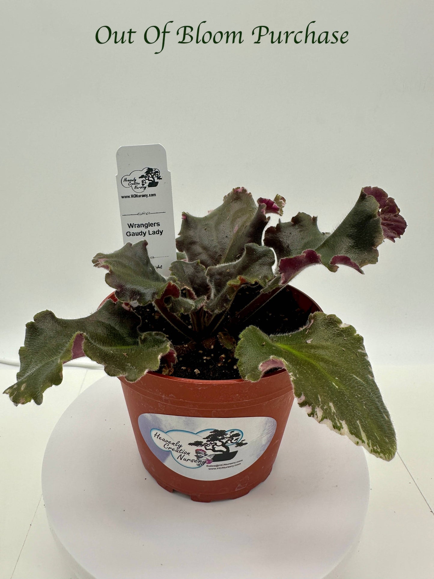 Wrangler's Gaudy Lady - Live African Violet 4"