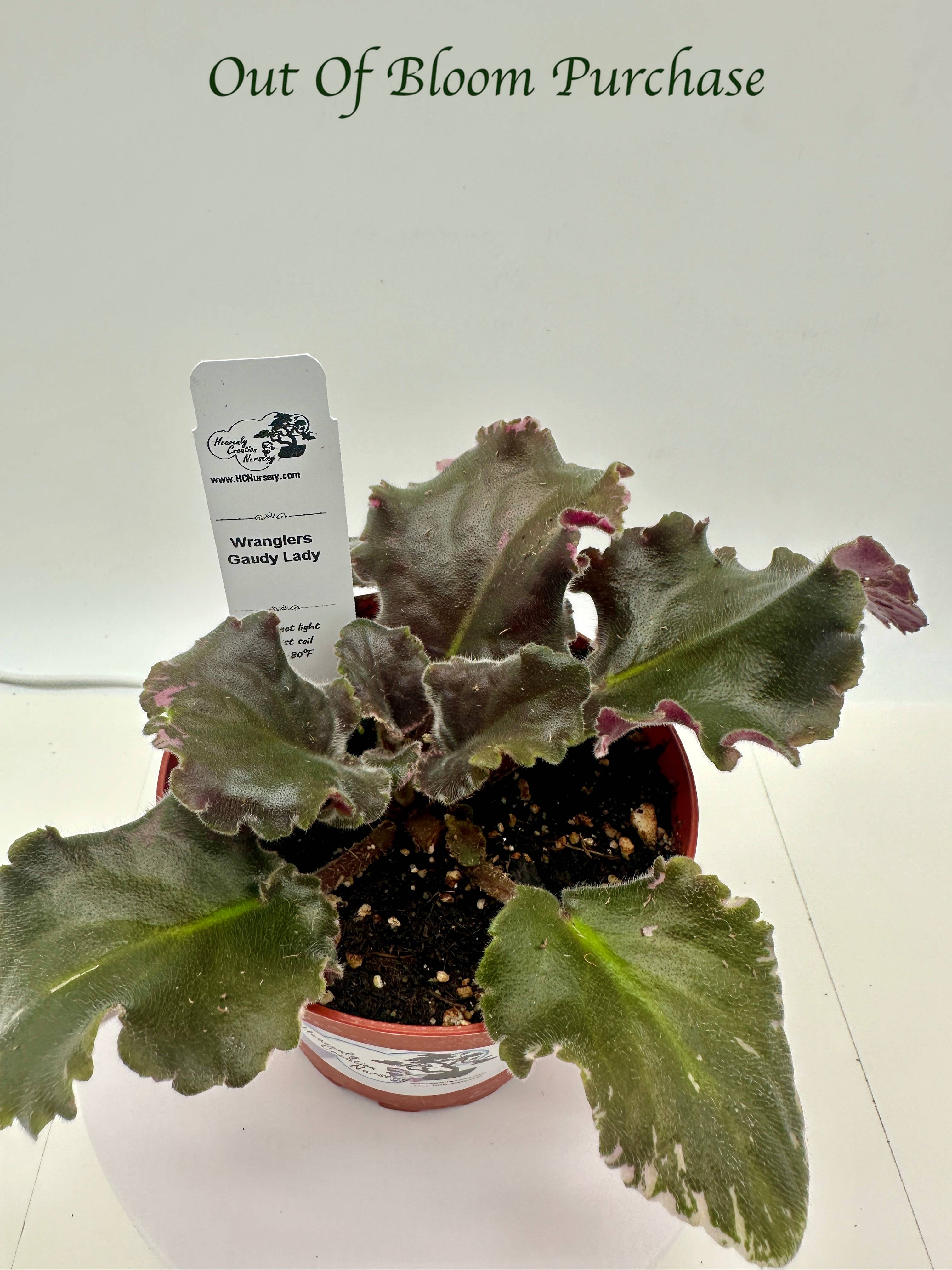 Wrangler's Gaudy Lady - Live African Violet 4
