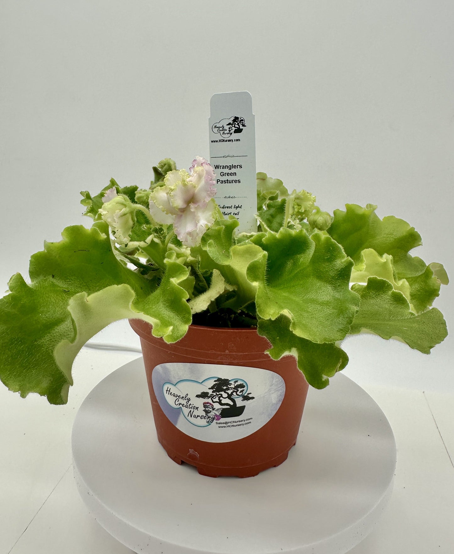 Wrangler's Green Pastures - Live African Violet 4"