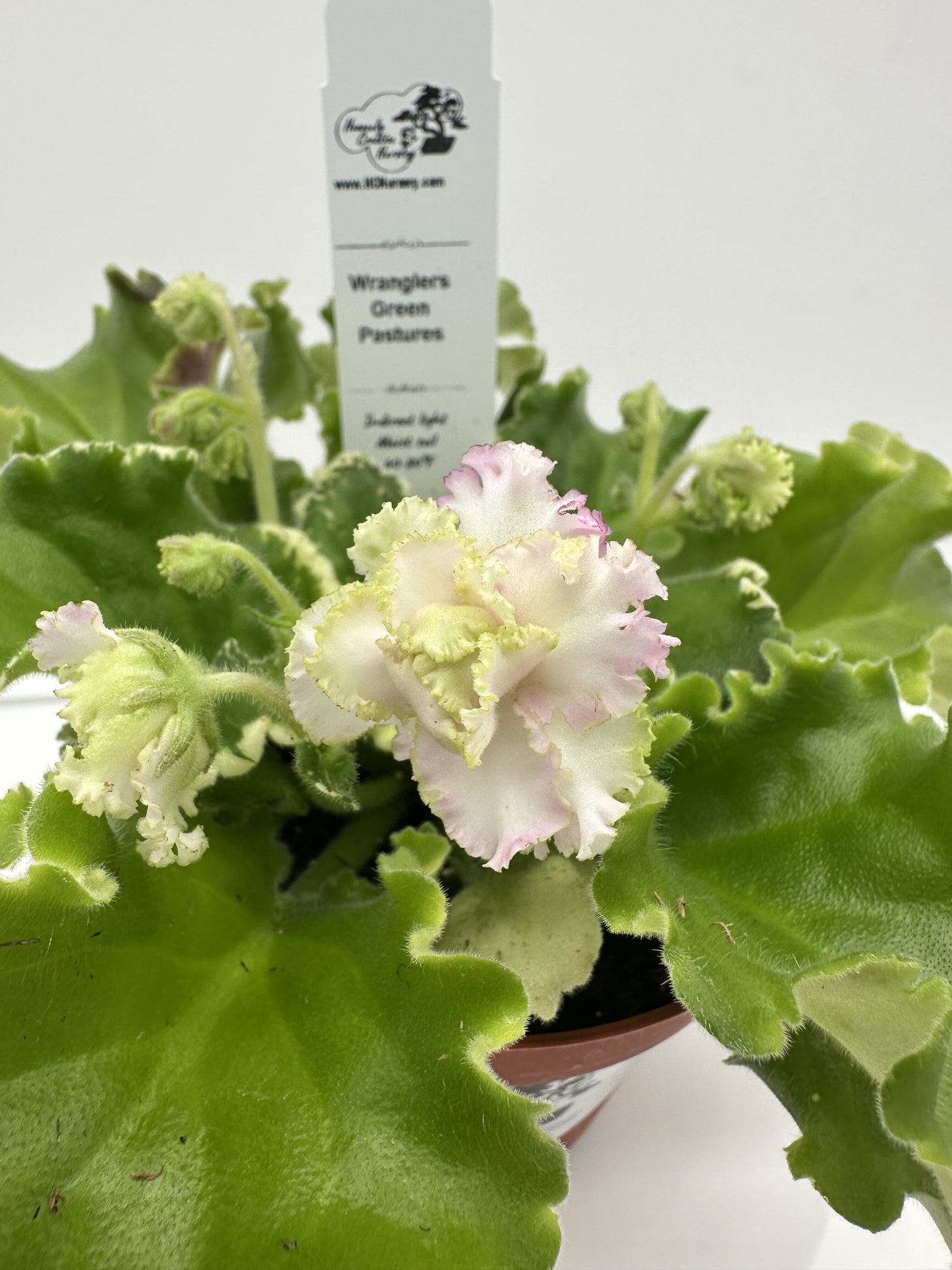 Wrangler's Green Pastures - Live African Violet 4"