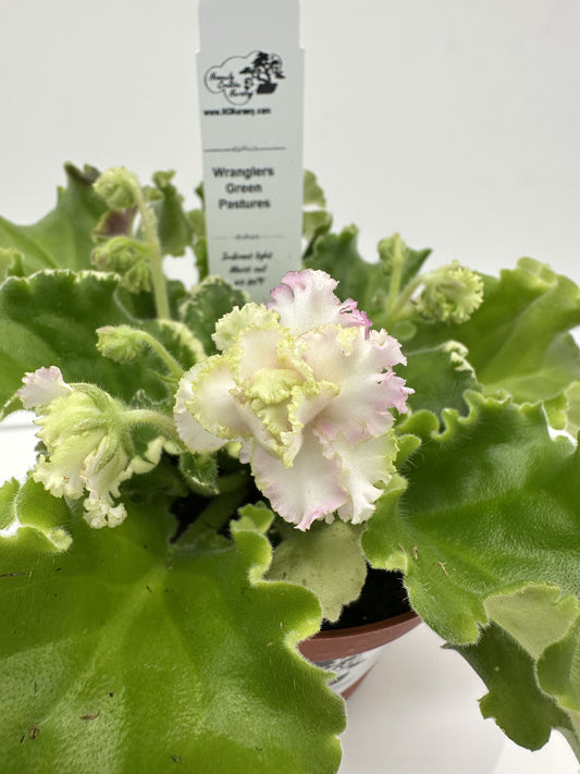 Wrangler's Green Pastures - Live African Violet 4"