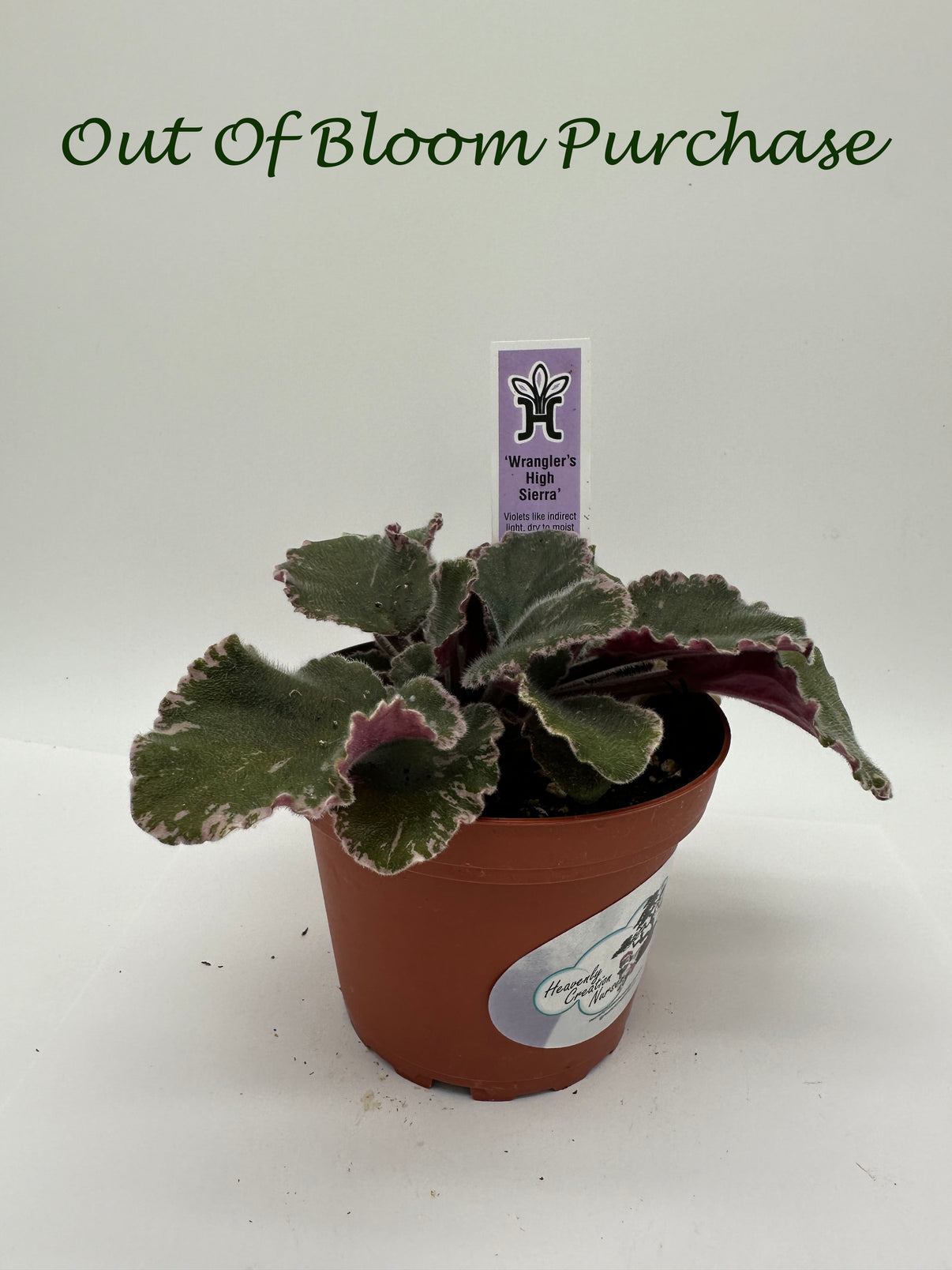 Wrangler's High Sierra - Live African Violet 4