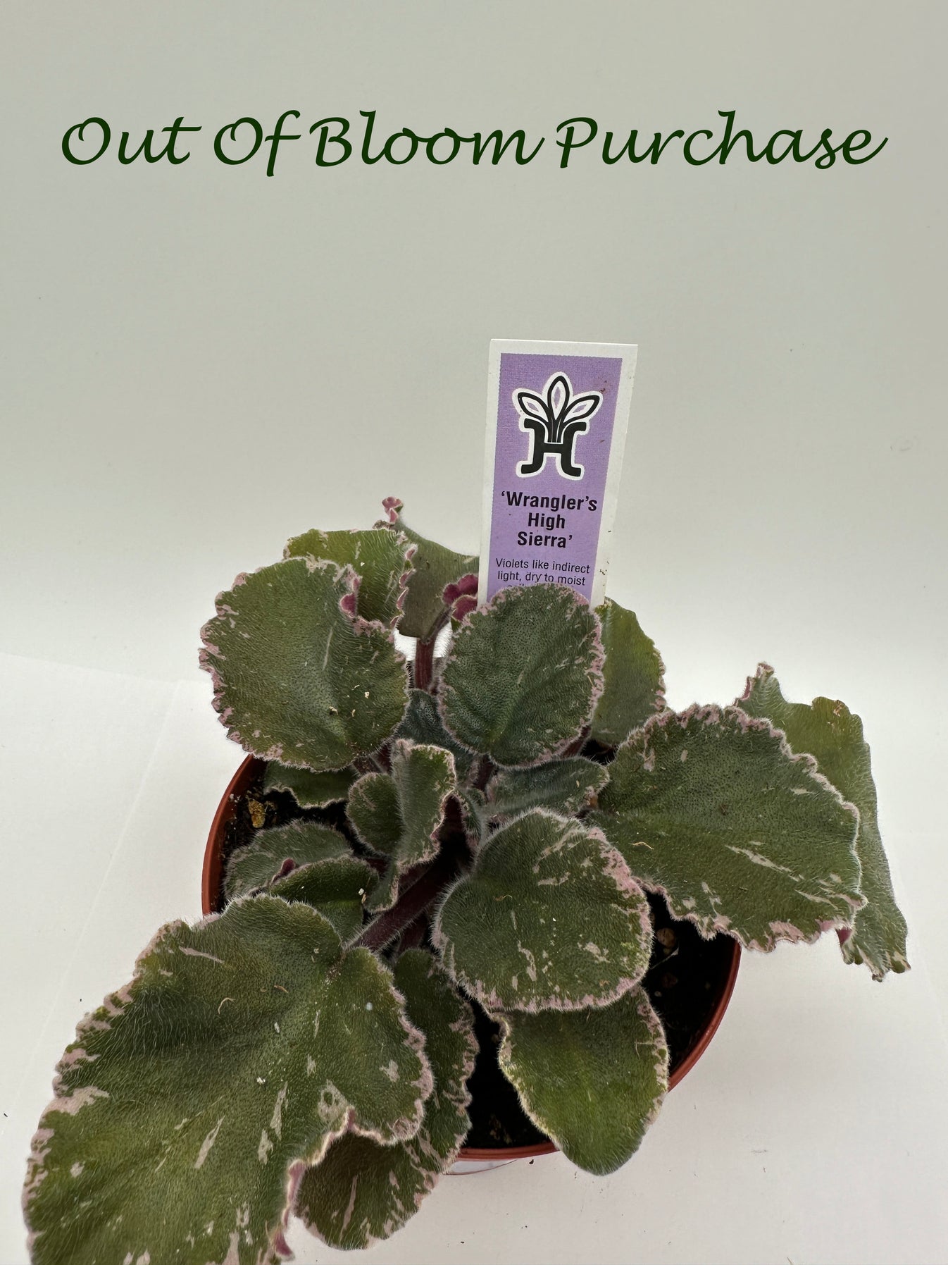 Wrangler's High Sierra - Live African Violet 4