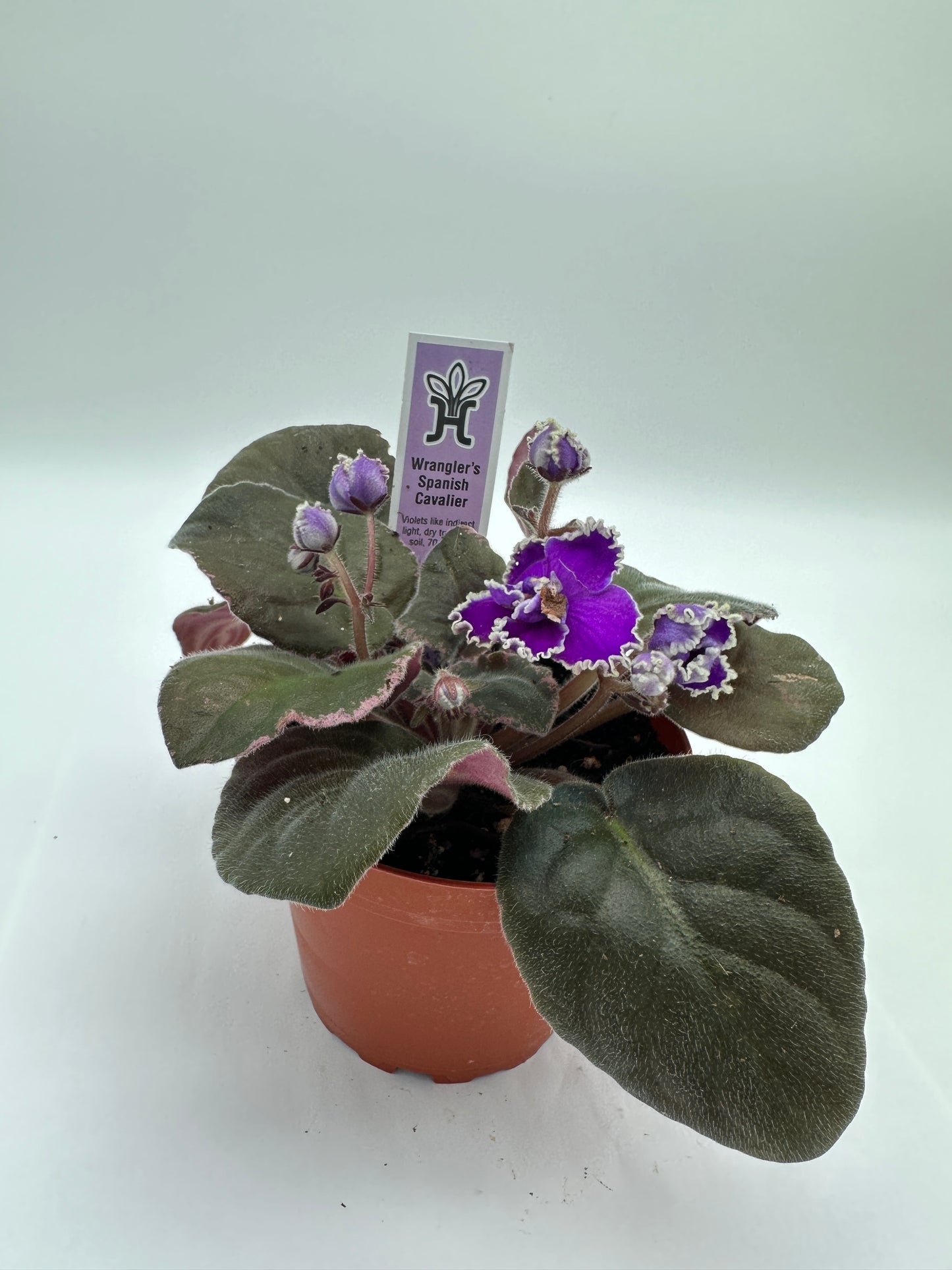 Wrangler's Spanish Cavalier - Live African Violet 4"