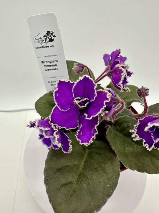 Wrangler's Spanish Cavalier - Live African Violet 4"