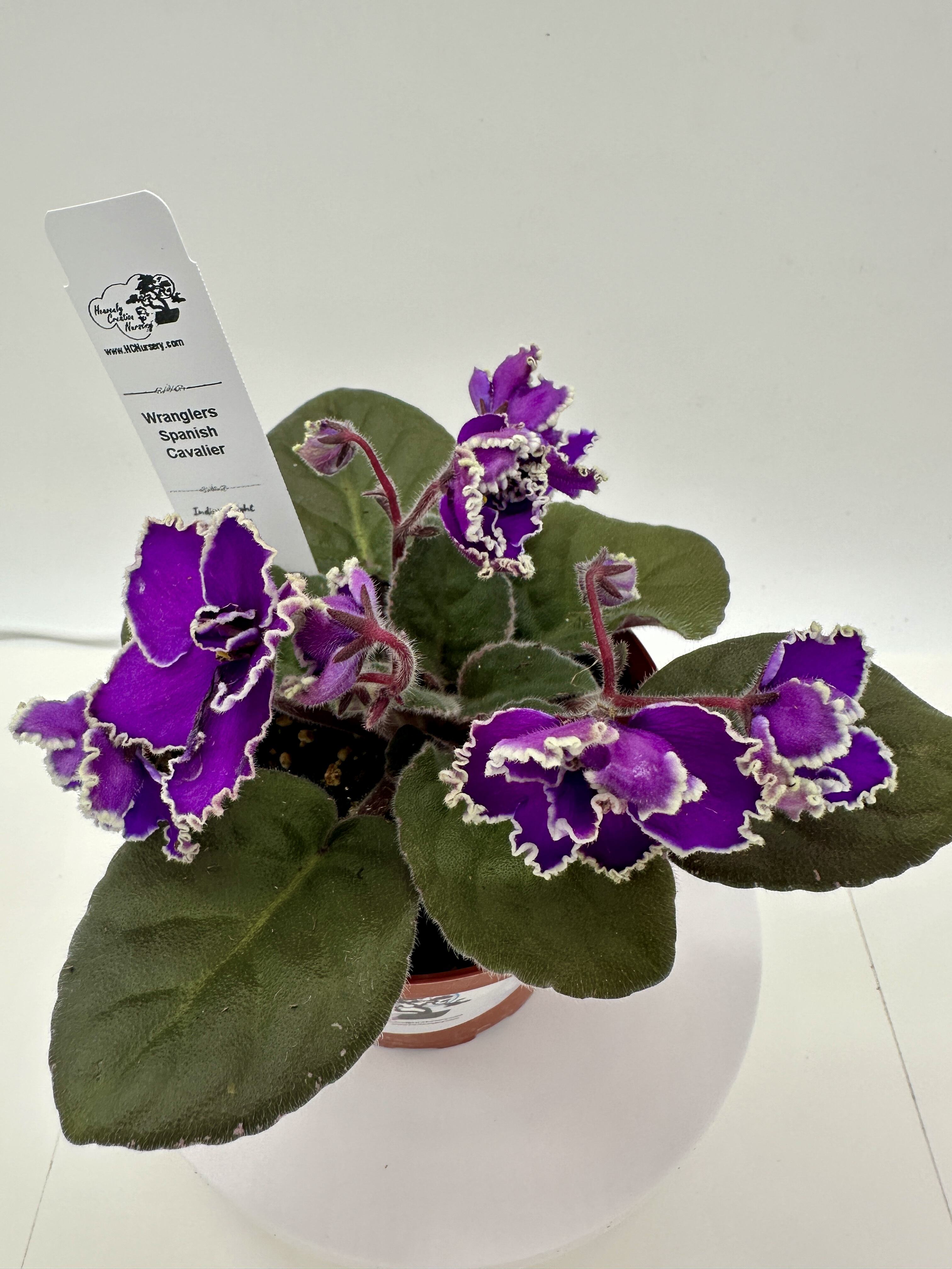 Wrangler's Spanish Cavalier - Live African Violet 4