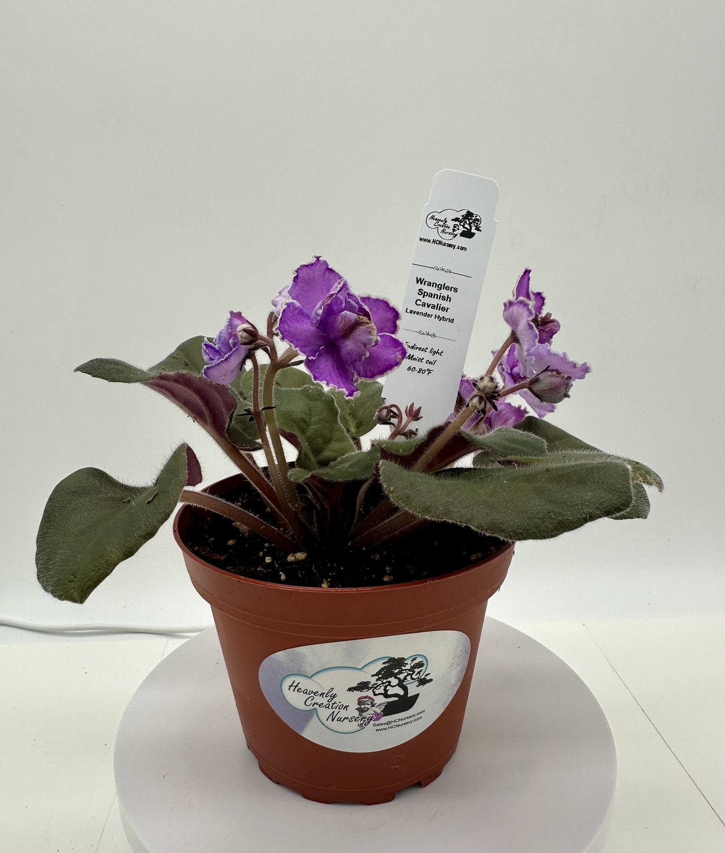 Wrangler's Spanish Cavalier - Lavender Hybrid - Live African Violet 4"