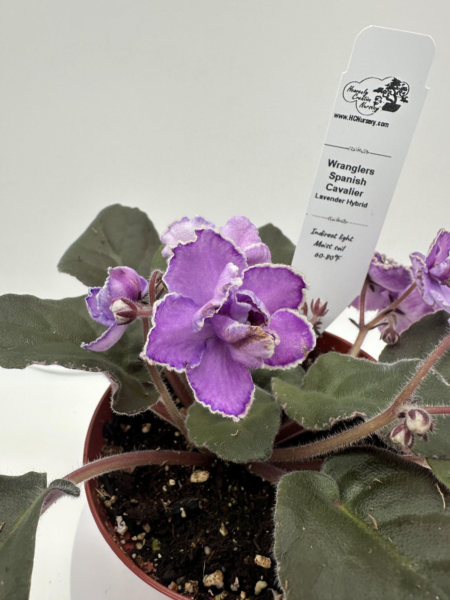 Wrangler's Spanish Cavalier - Lavender Hybrid - Live African Violet 4"