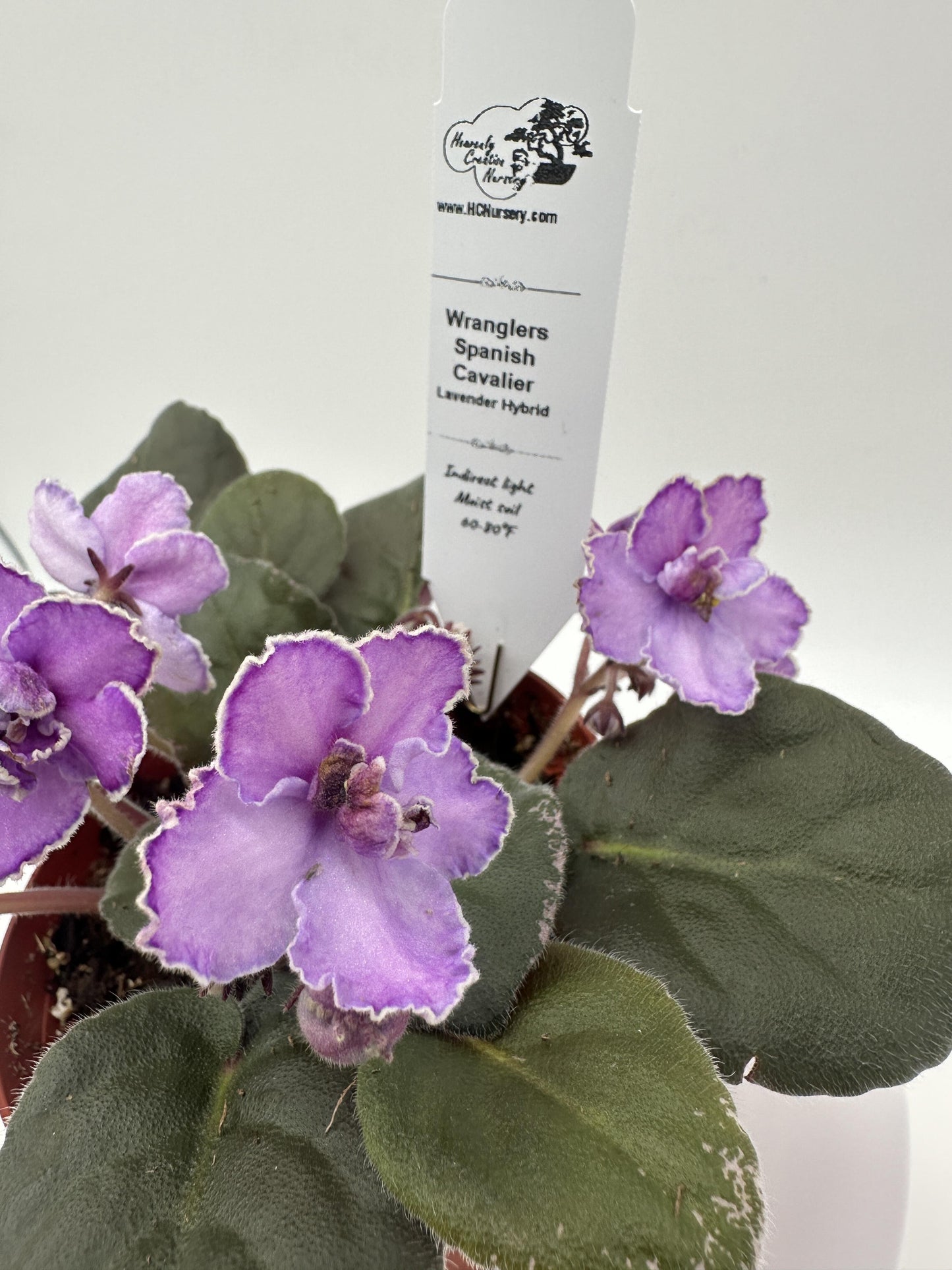 Wrangler's Spanish Cavalier - Lavender Hybrid - Live African Violet 4"