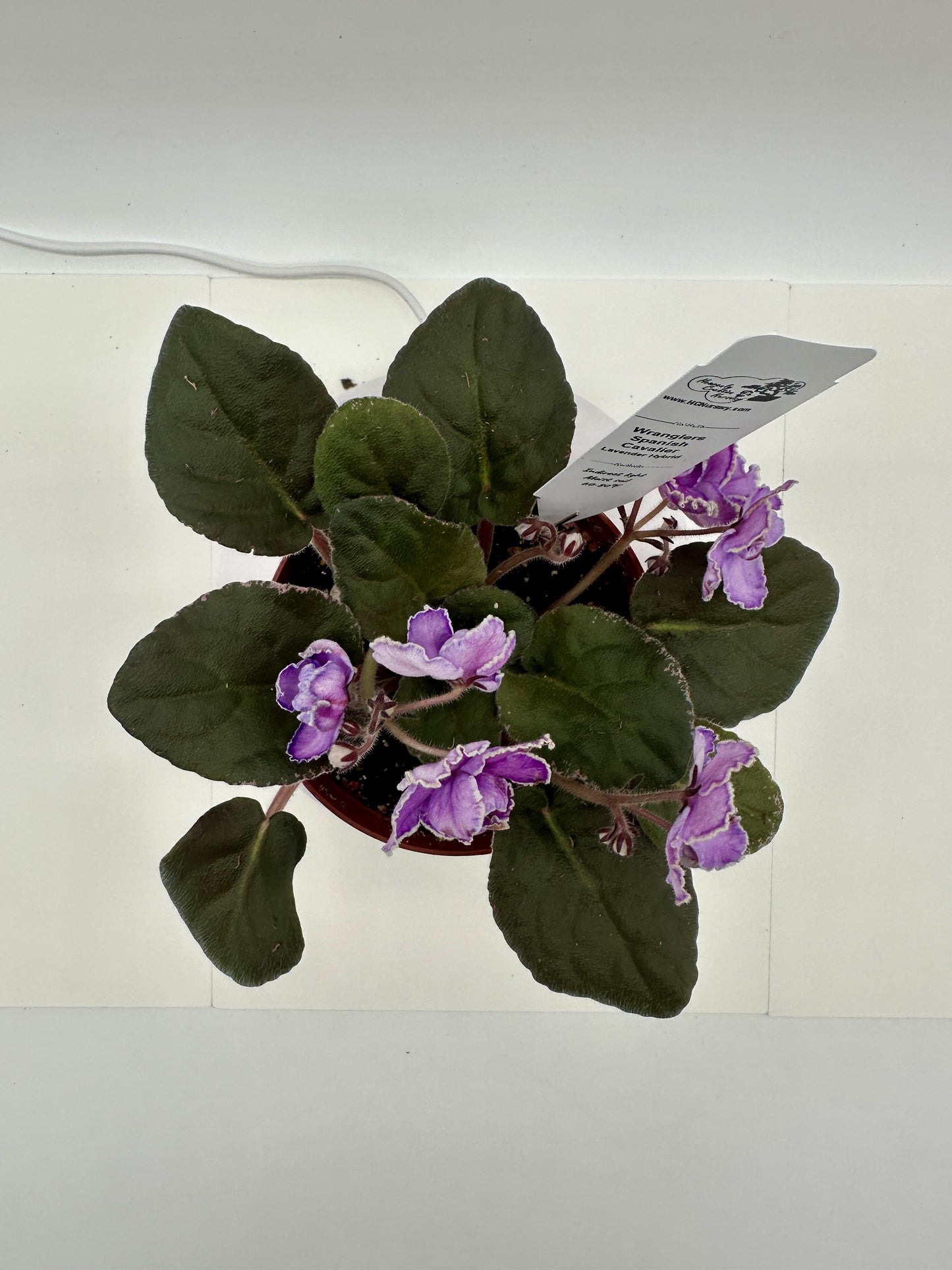 Wrangler's Spanish Cavalier - Lavender Hybrid - Live African Violet 4"