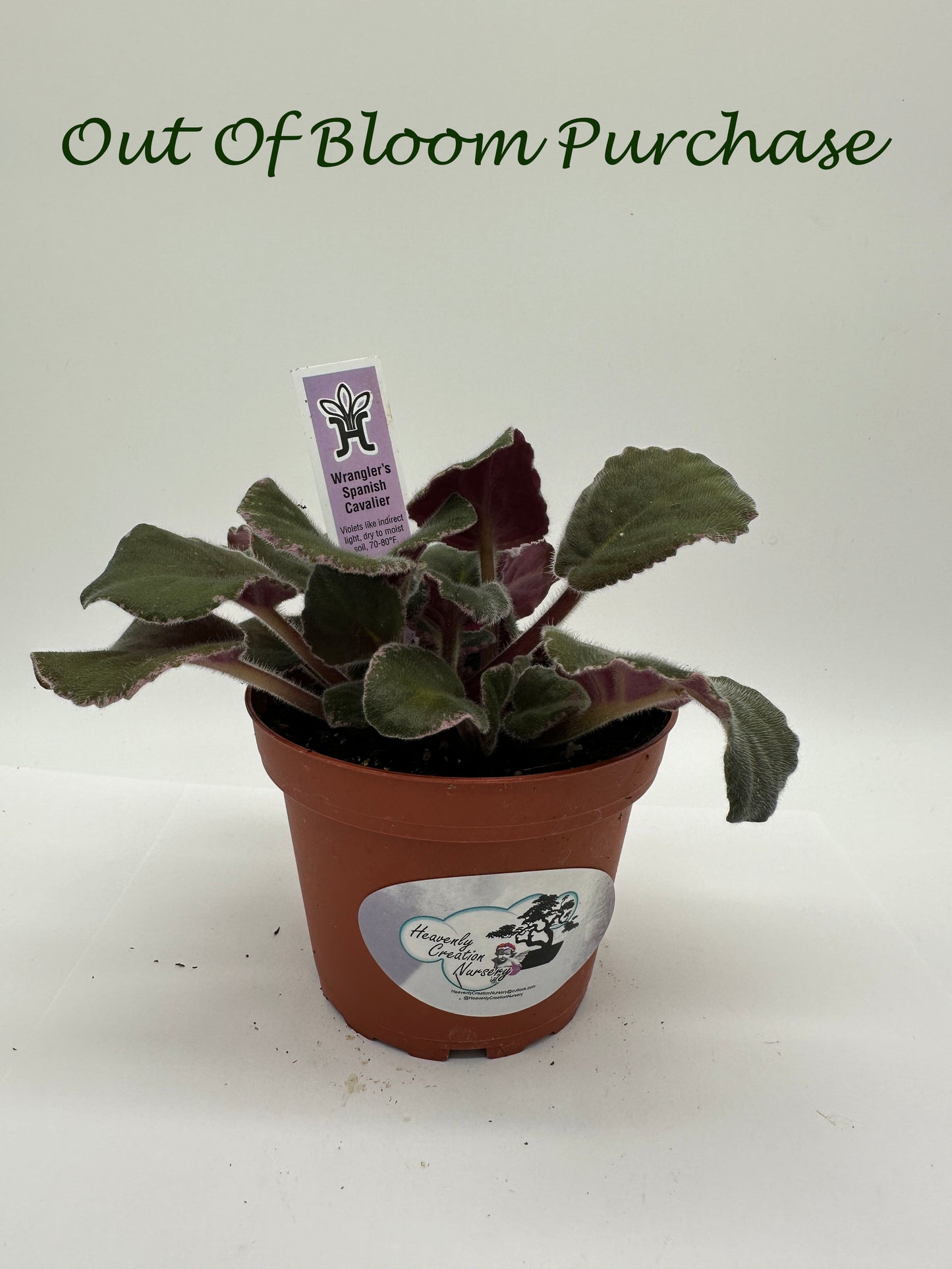 Wrangler's Spanish Cavalier - Live African Violet 4"