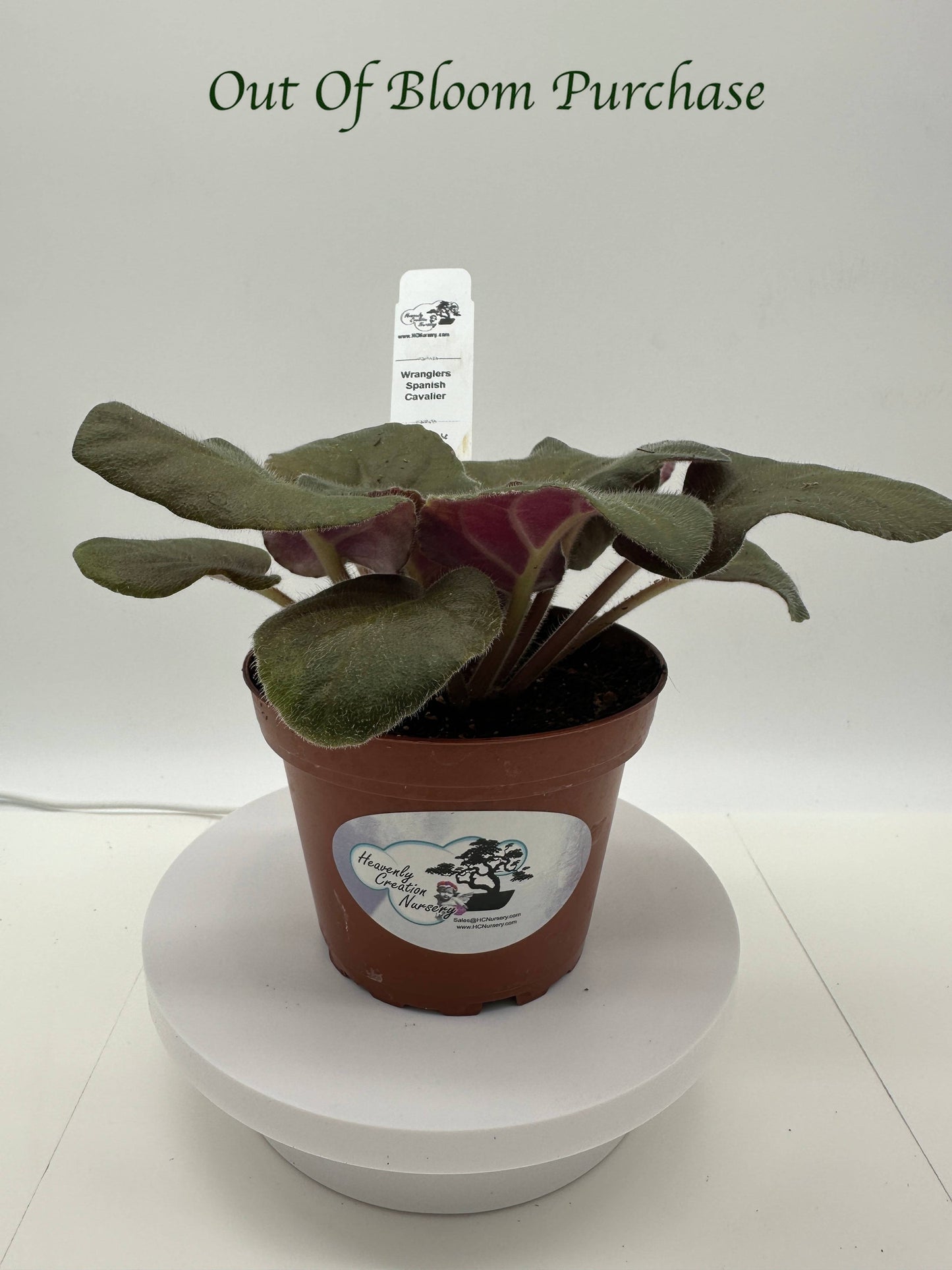 Wrangler's Spanish Cavalier - Live African Violet 4"