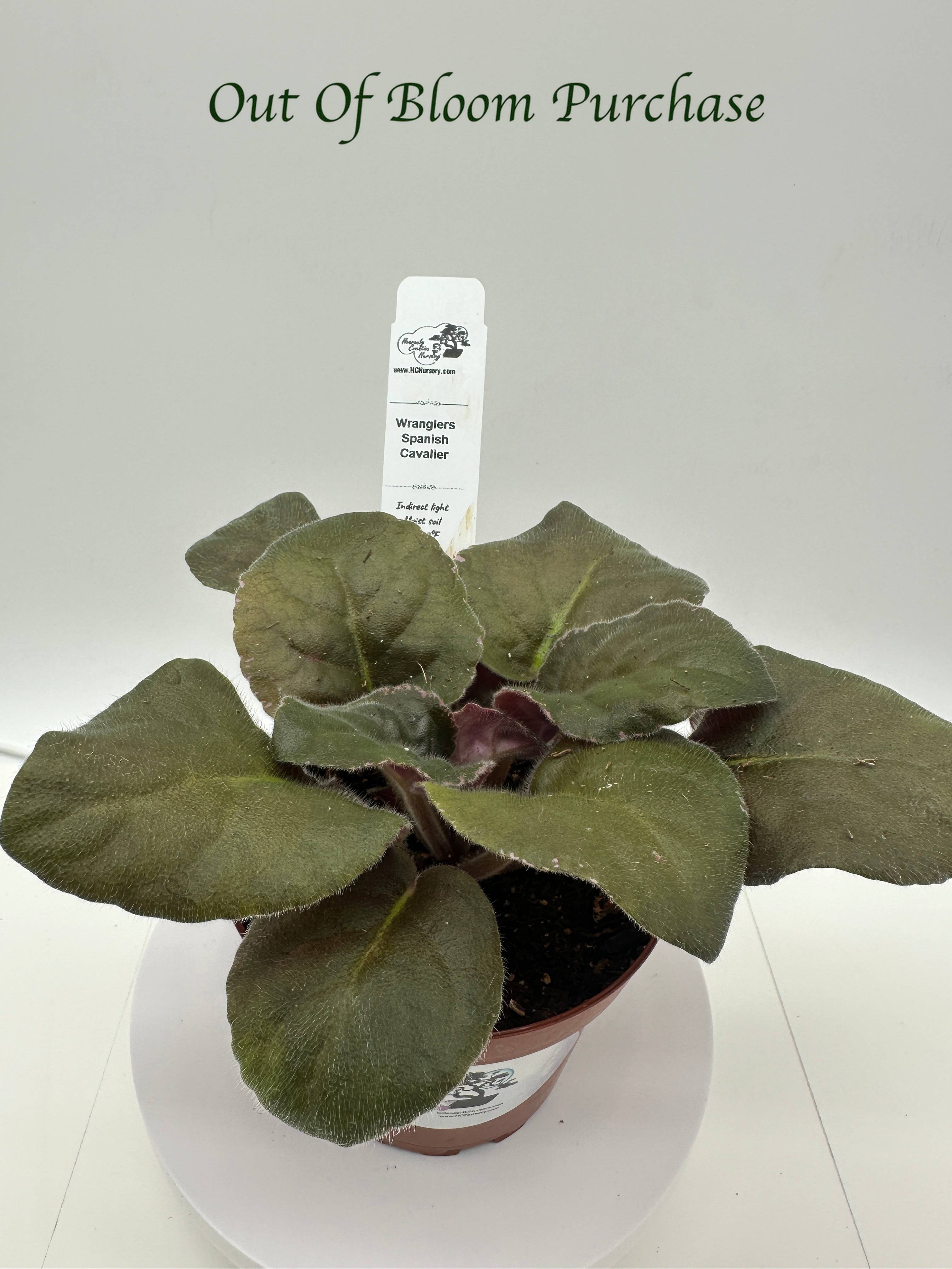 Wrangler's Spanish Cavalier - Live African Violet 4