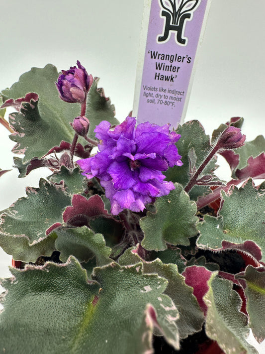 Wrangler's Winter Hawk - Live African Violet 4"