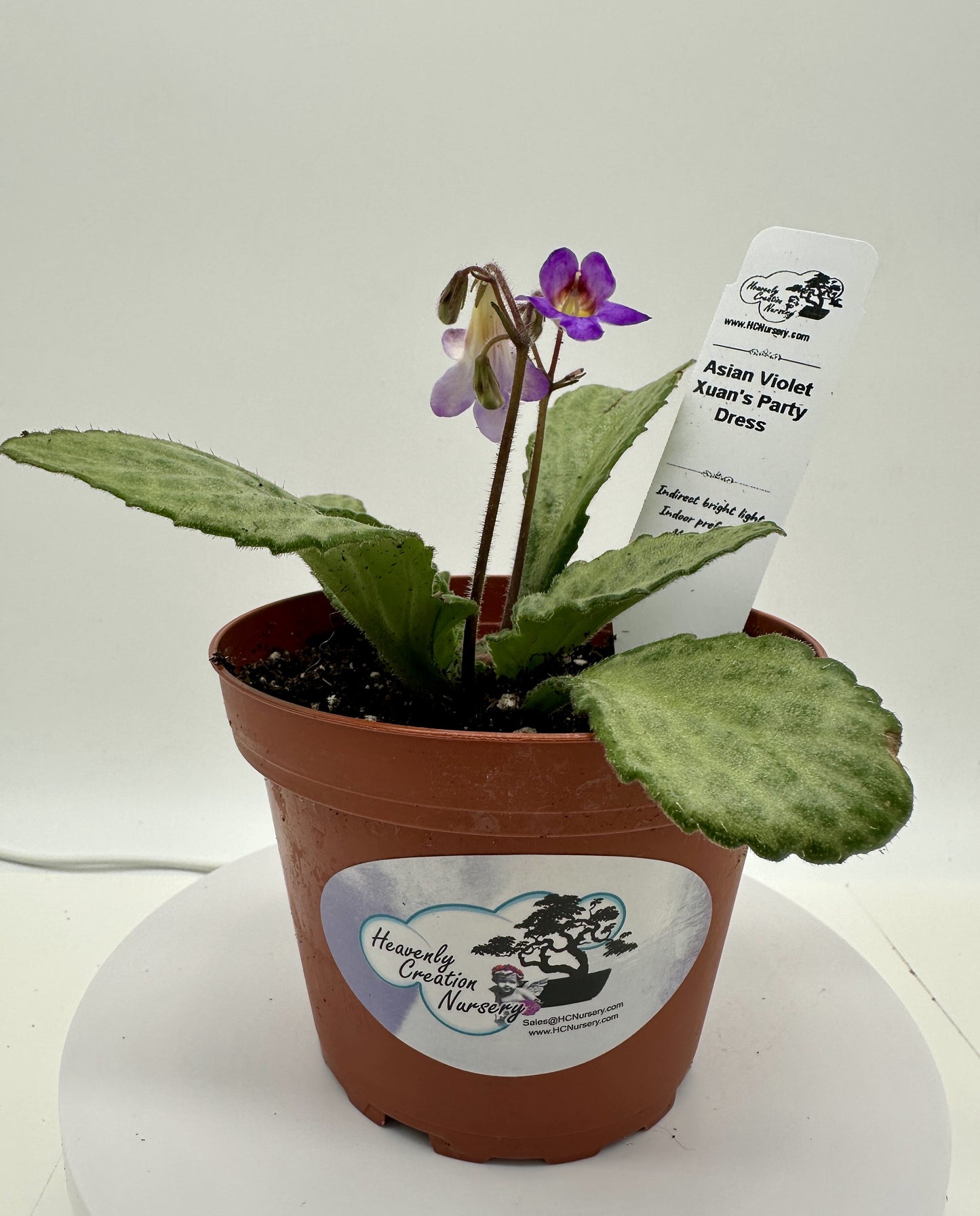 Xuan's Party Dress Asian Violet (Primulina) - Live Plant 4"