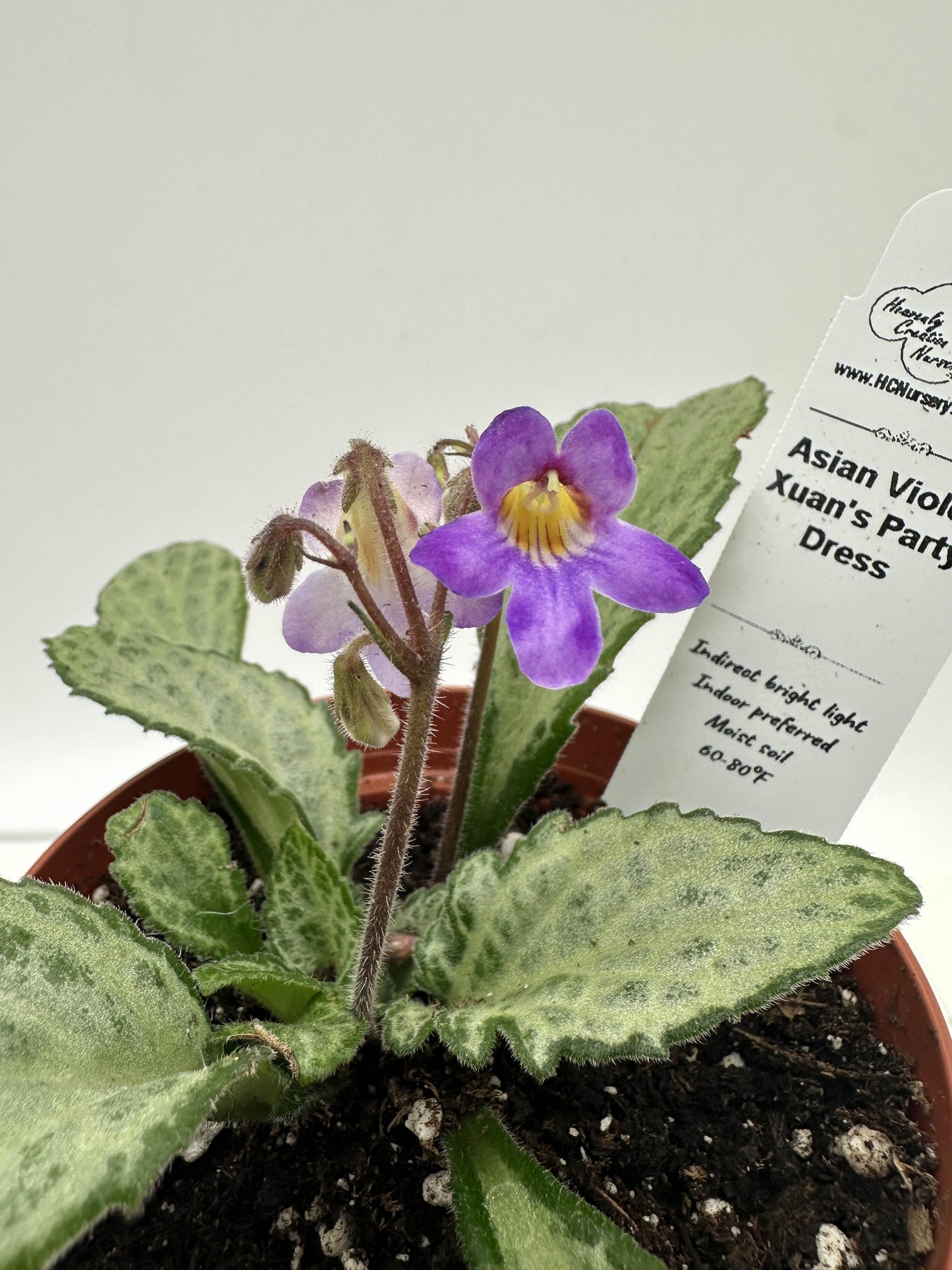Xuan's Party Dress Asian Violet (Primulina) - Live Plant 4"