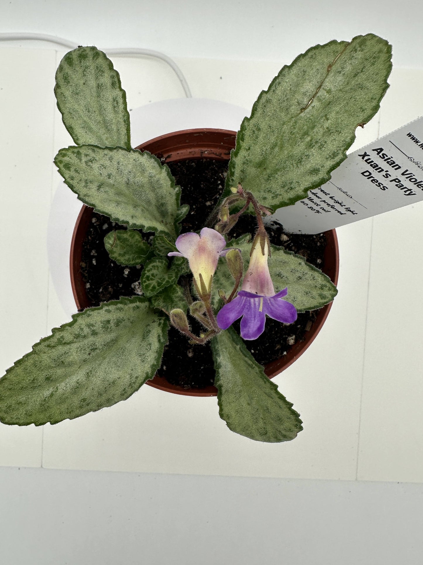 Xuan's Party Dress Asian Violet (Primulina) - Live Plant 4"