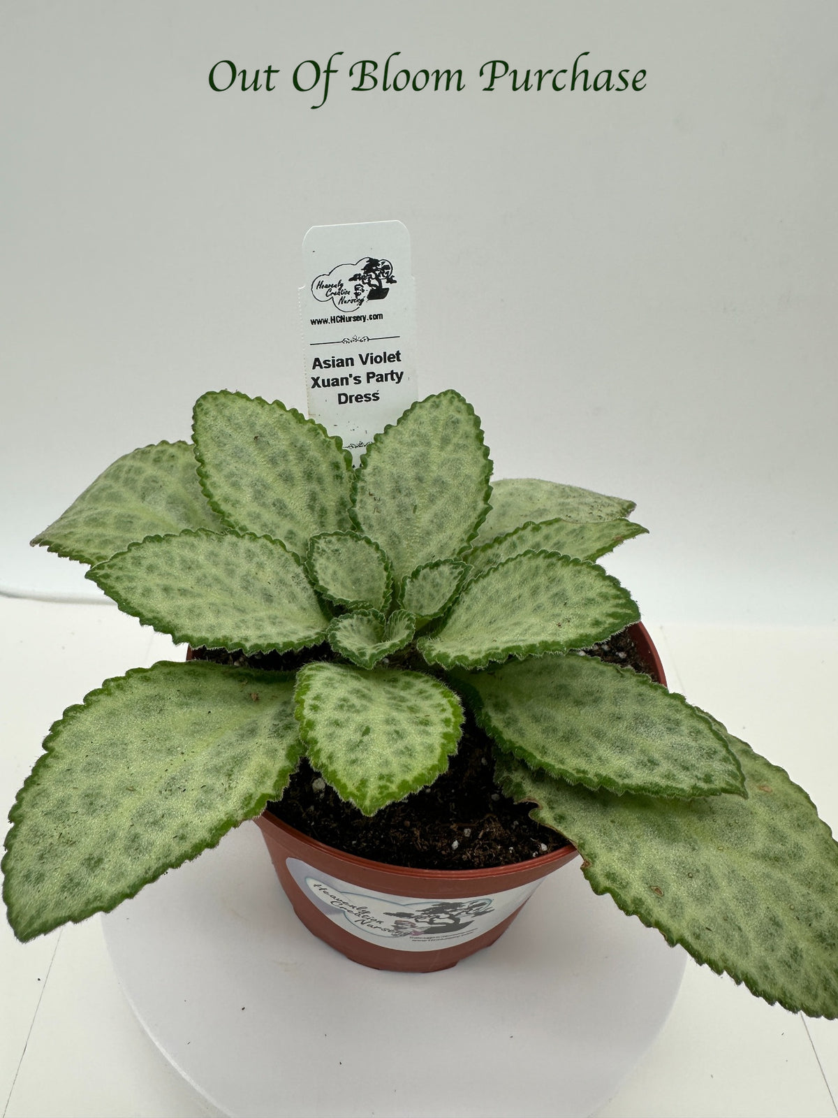 Xuan's Party Dress Asian Violet (Primulina) - Live Plant 4"