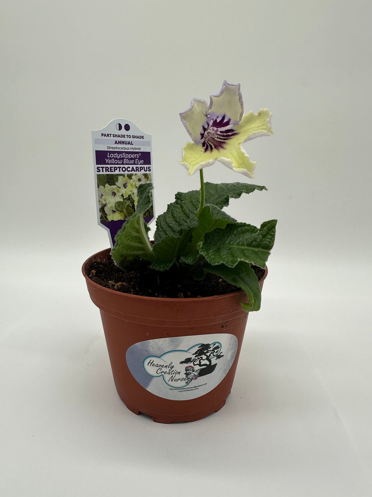 Yellow Blue Eye Streptocarpus Ladyslipper (Cape Primrose) Live Plant in 4" nursery pot