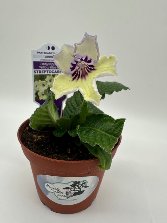 Yellow Blue Eye Streptocarpus Ladyslipper (Cape Primrose) Live Plant in 4" nursery pot