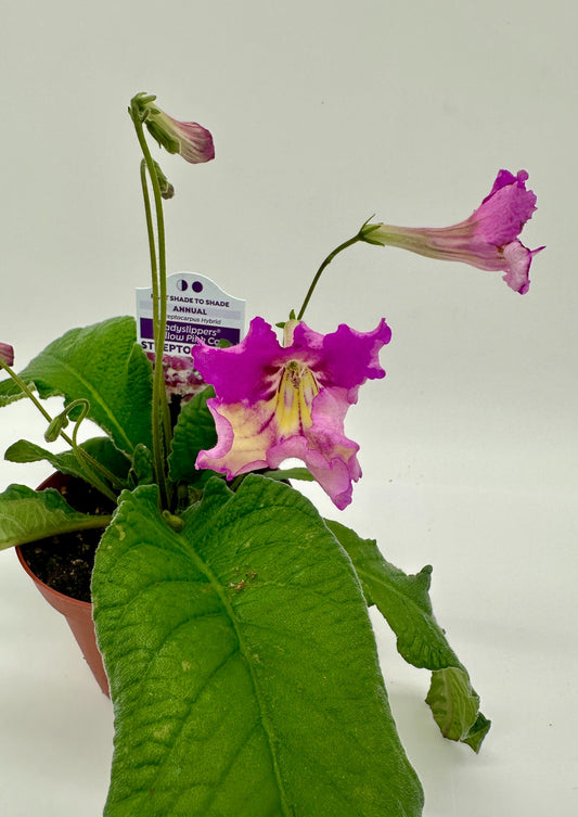 Yellow Pink Cap Streptocarpus Ladyslipper (Cape Primrose) Live Plant in 4" nursery pot
