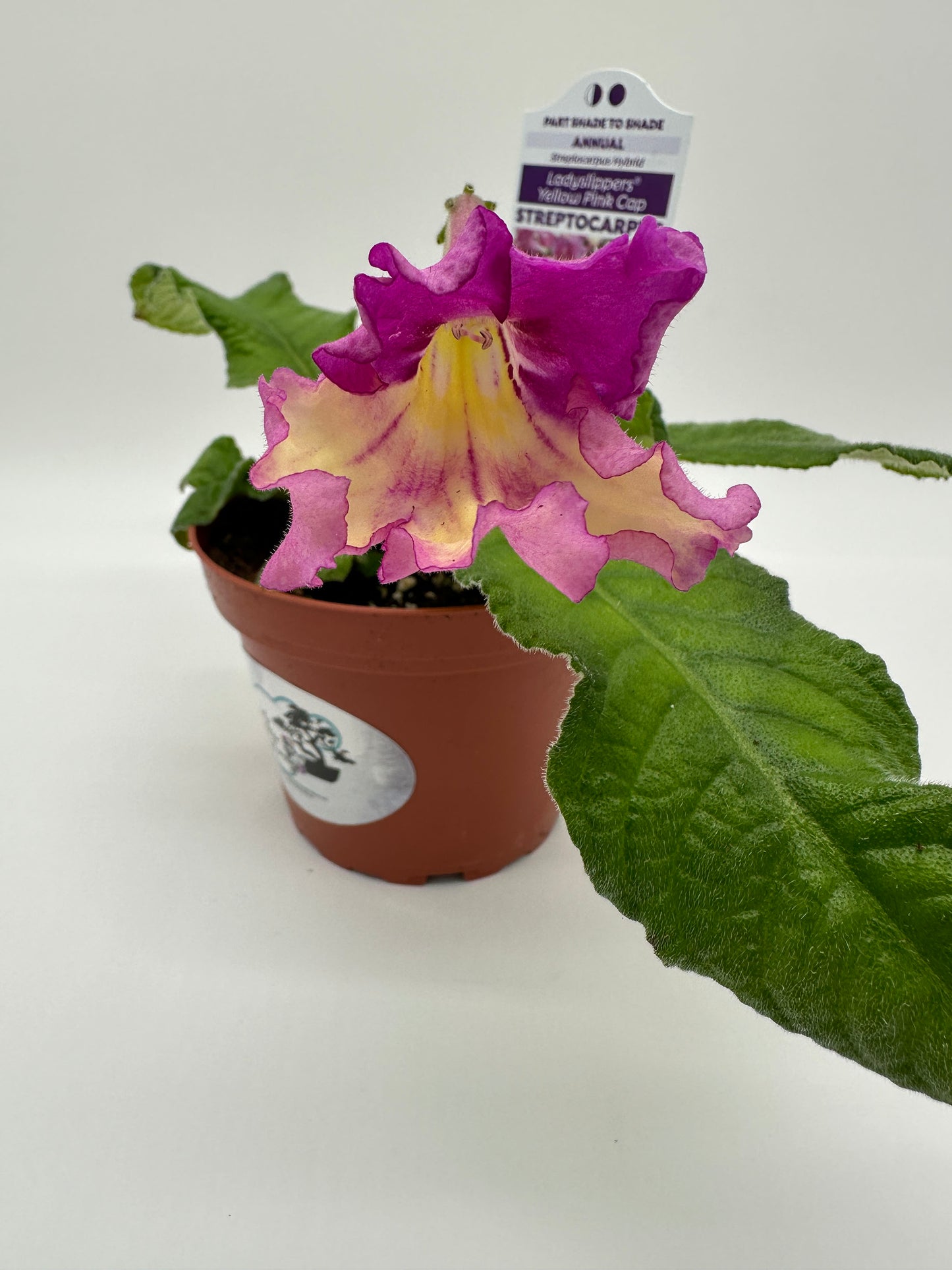 Yellow Pink Cap Streptocarpus Ladyslipper (Cape Primrose) Live Plant in 4" nursery pot