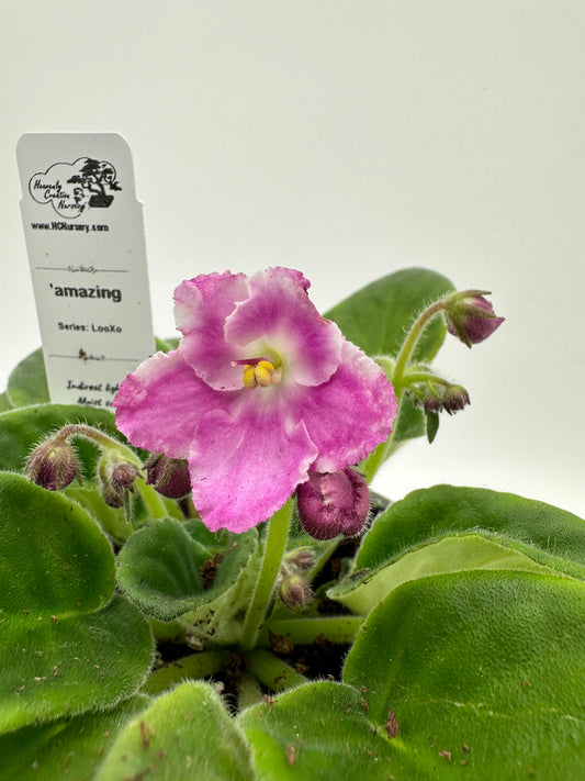 amazing - Live African Violet 4" - Series: LooXo