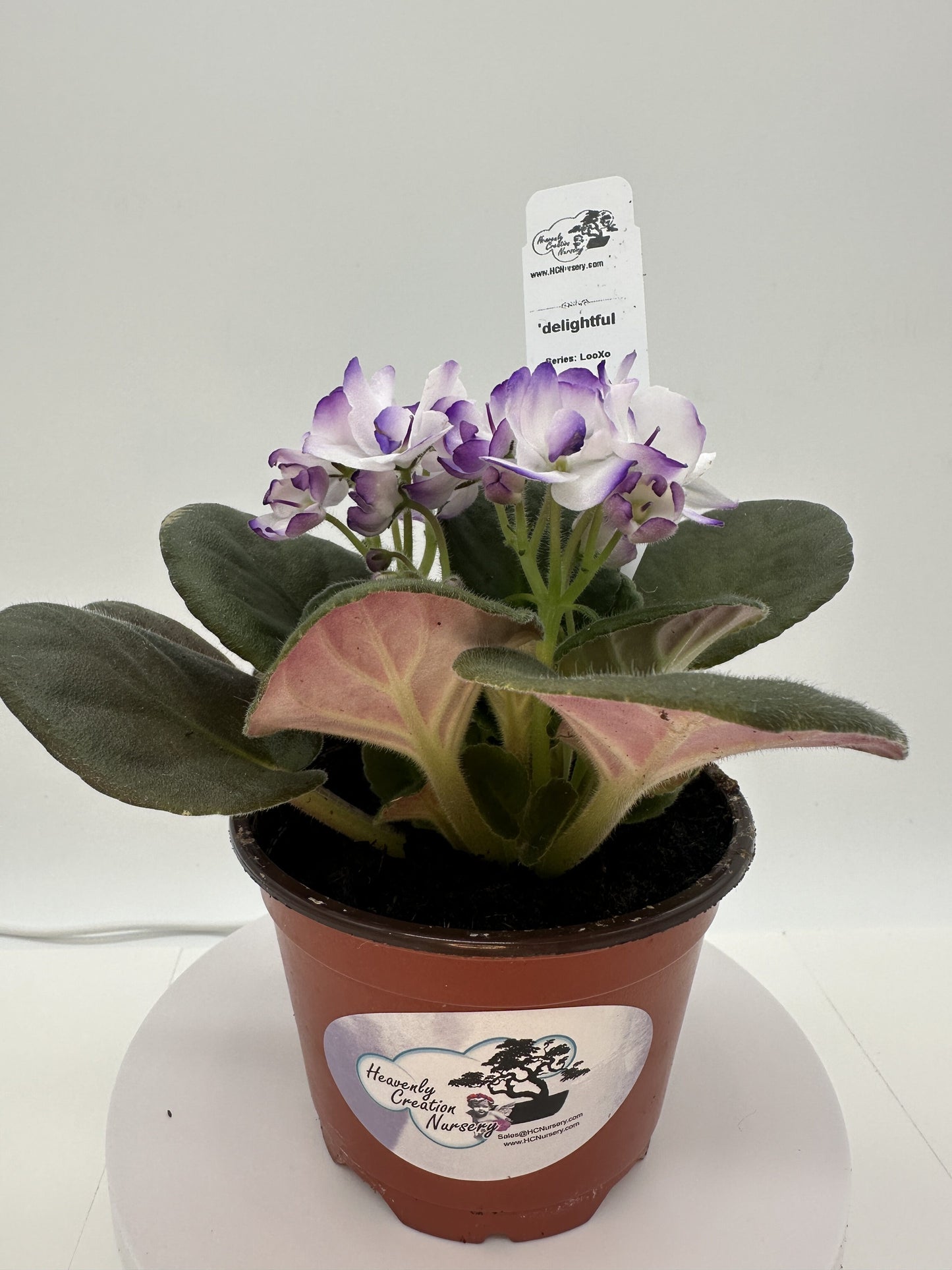 delightful - Live African Violet 4" - Series: LooXo