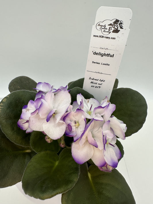delightful - Live African Violet 4" - Series: LooXo