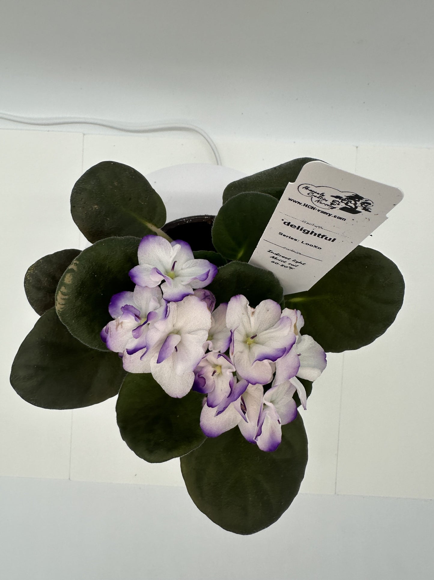 delightful - Live African Violet 4" - Series: LooXo