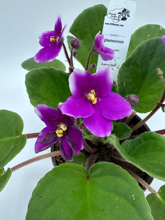 glamorous - Live African Violet 4" - Series: LooXo