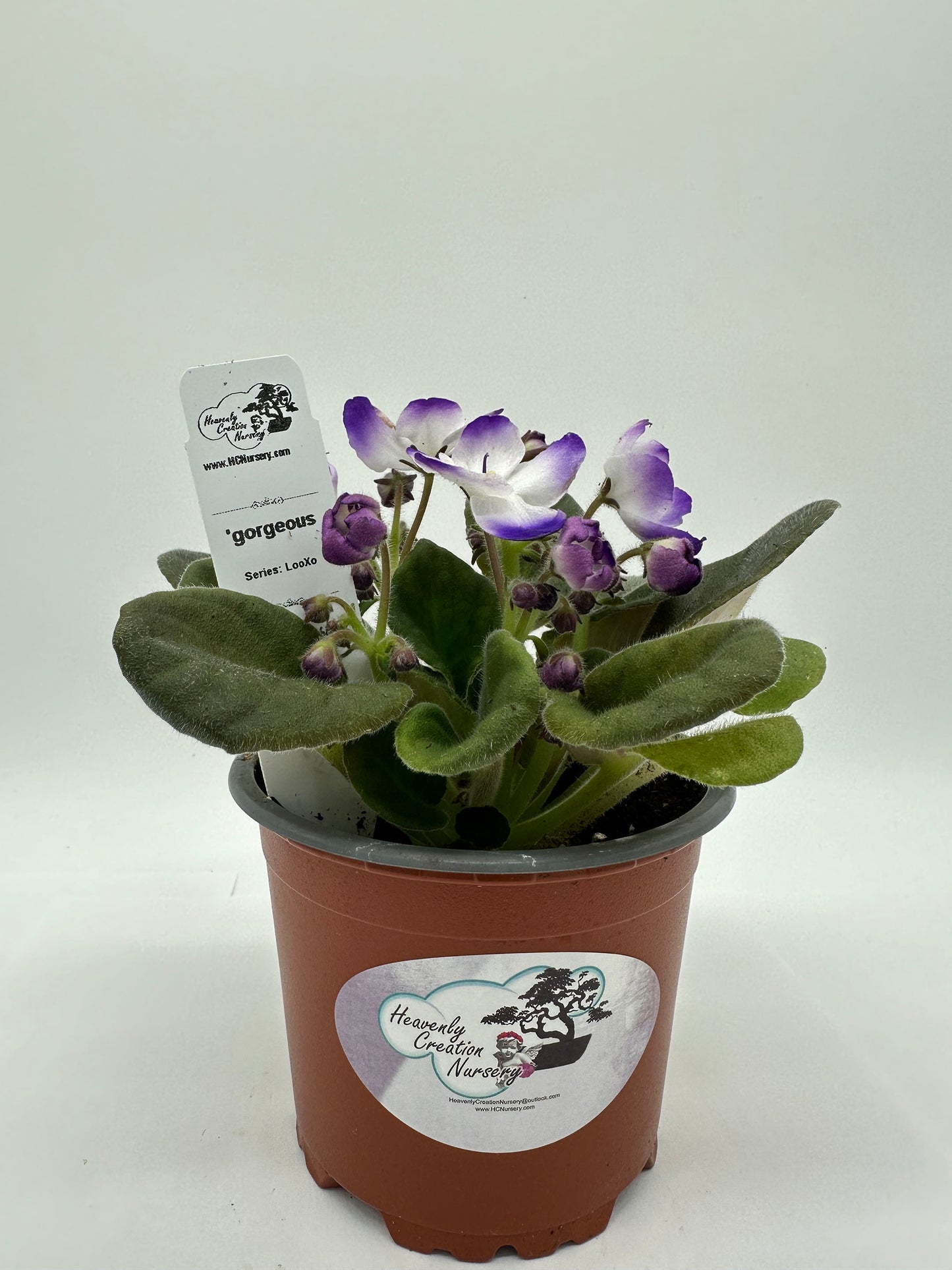 gorgeous - Live African Violet 4" - Series: LooXo