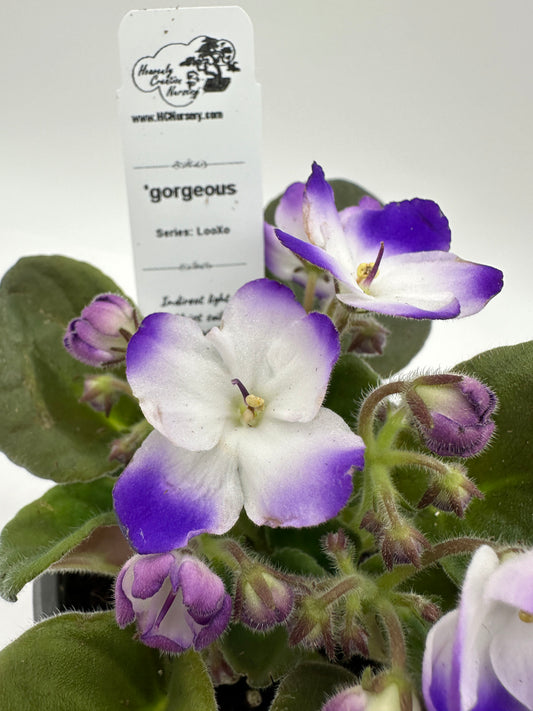 gorgeous - Live African Violet 4" - Series: LooXo