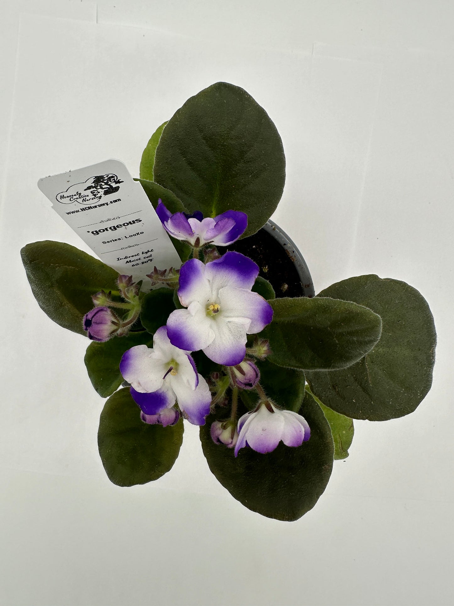 gorgeous - Live African Violet 4" - Series: LooXo