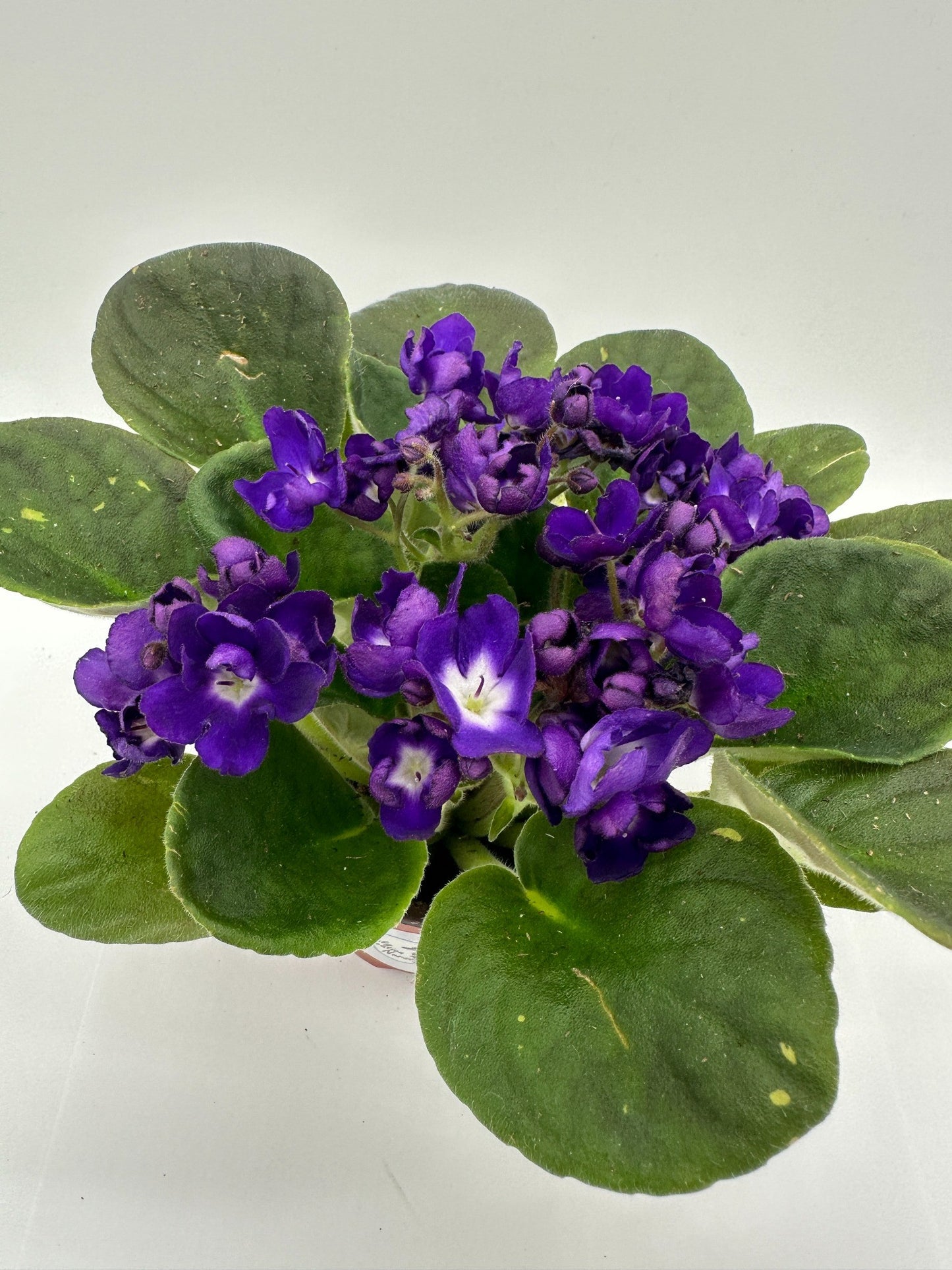 gorgeous - Live African Violet 4" - Series: LooXo