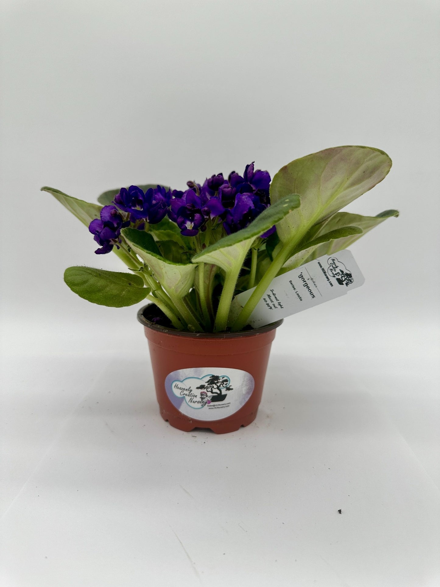 gorgeous - Live African Violet 4" - Series: LooXo